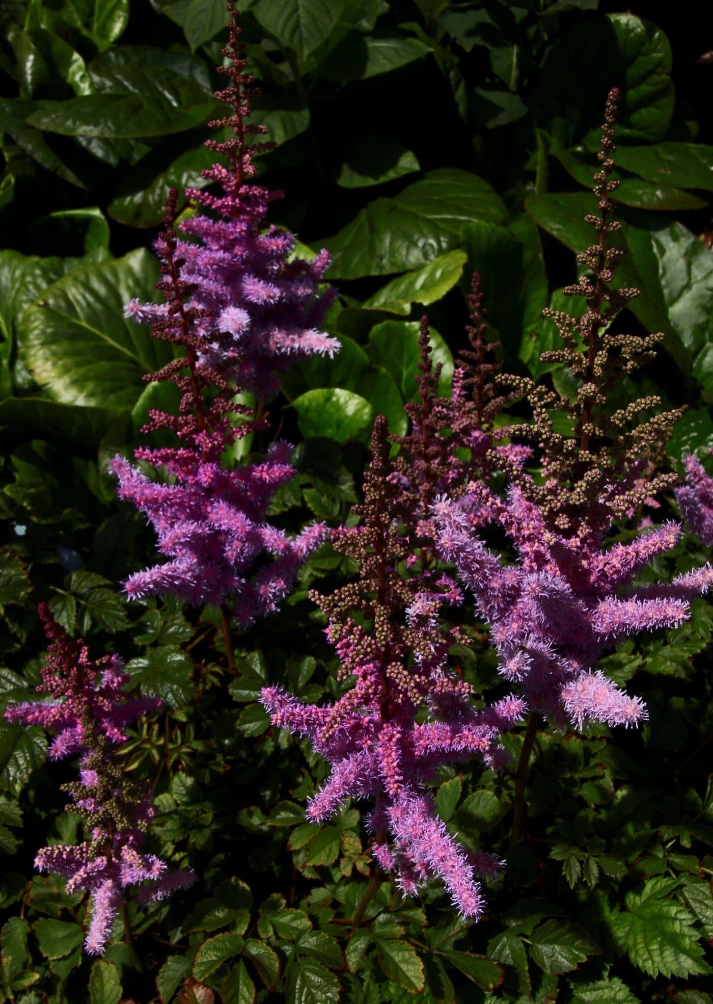 Foto van Astilbe (Astilbe)