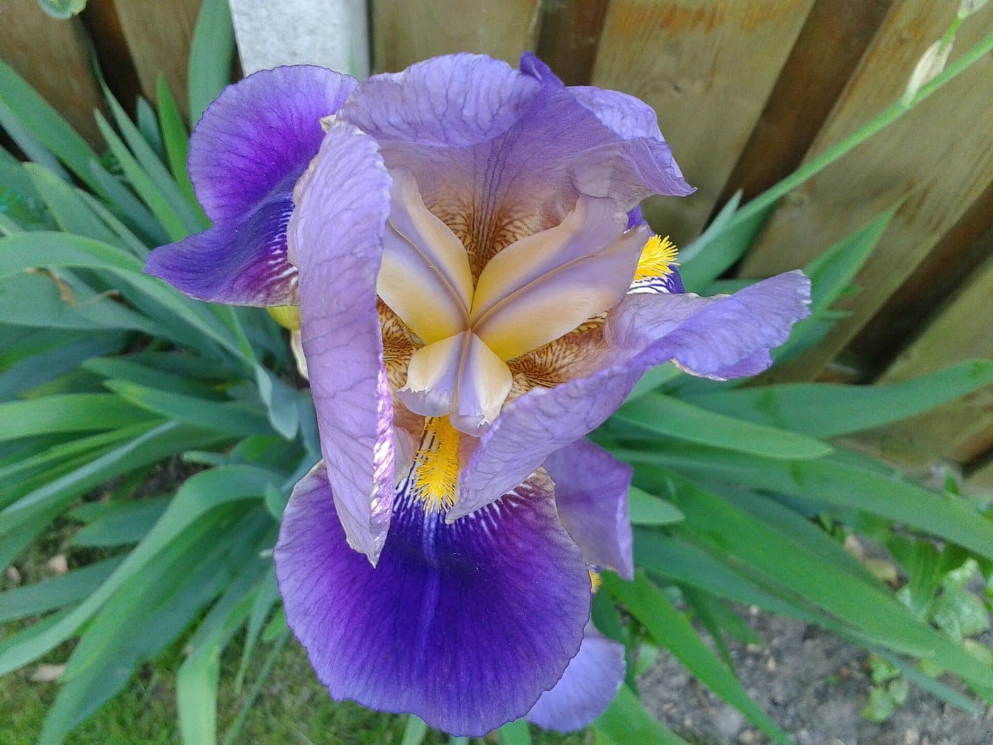 Foto van Baardiris (Iris germanica)