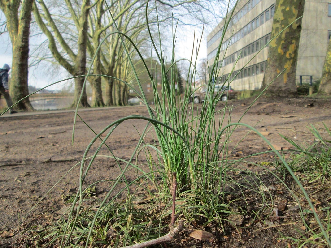 Foto van Bieslook (Allium schoenoprasum)