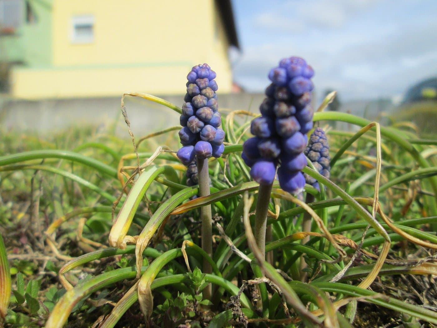 Foto van Blauwe druifjes (Muscari armeniacum)