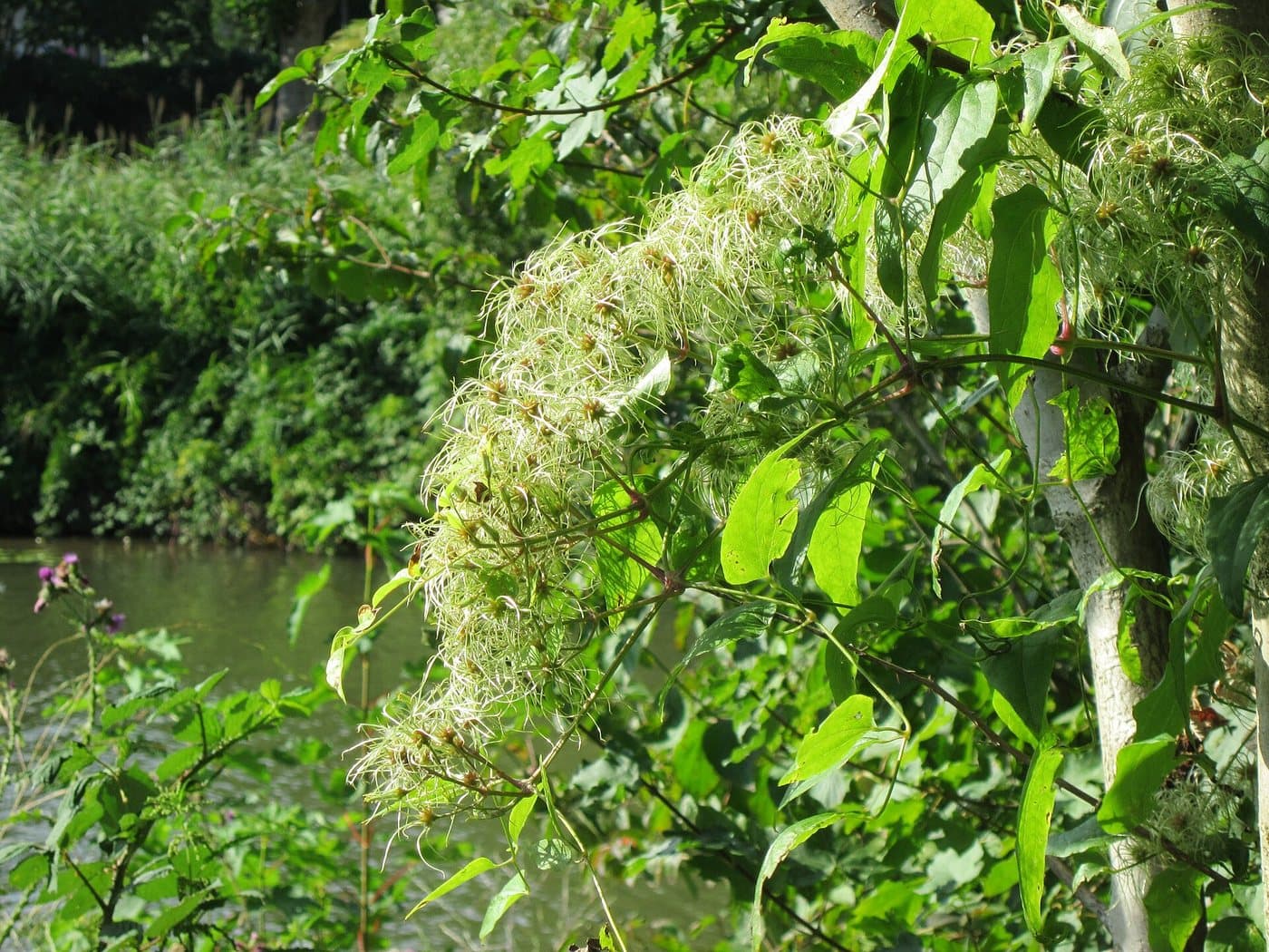 Foto van Bosrank (Clematis vitalba)