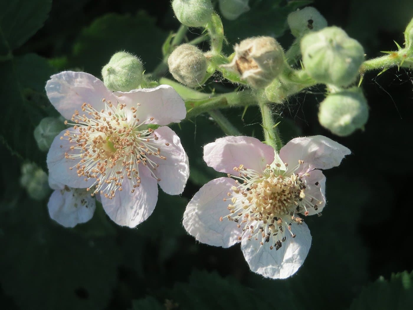 Foto van Braam (Rubus fruticosus)