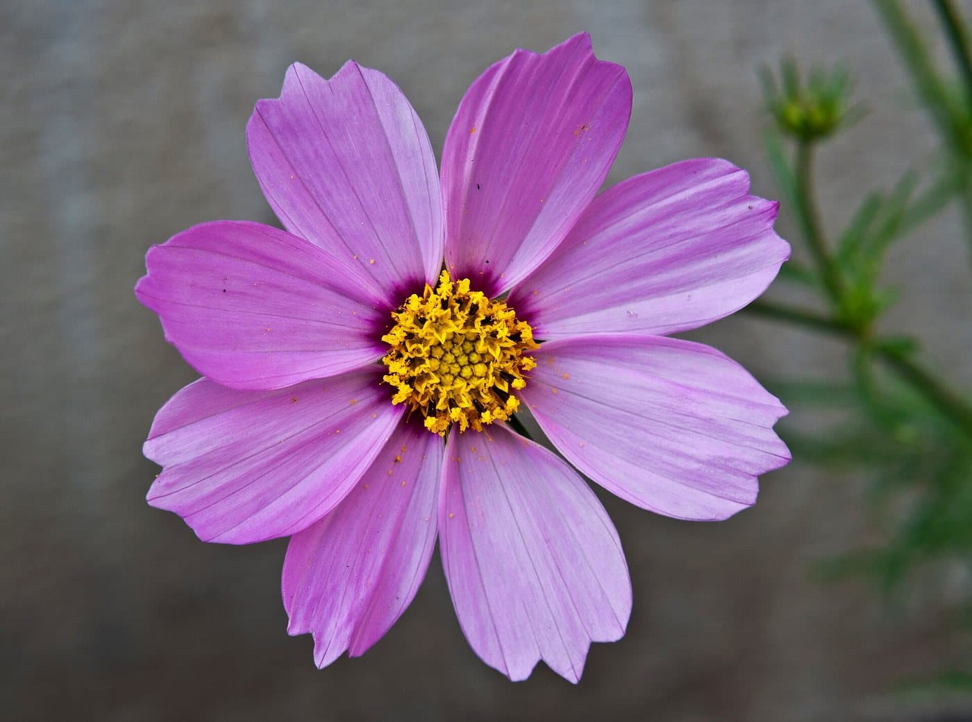 Foto van Cosmea (Cosmos bipinnatus)