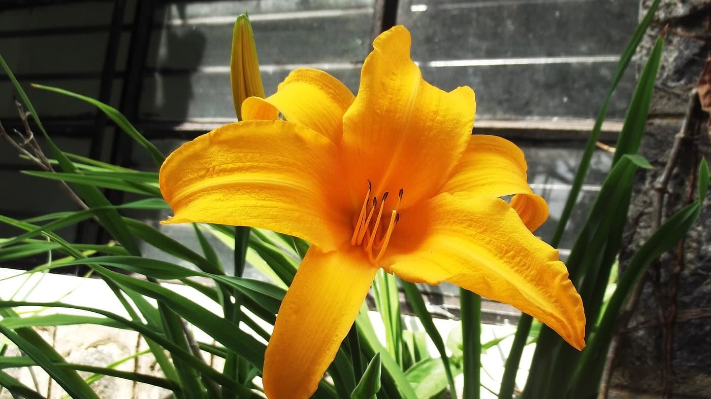 Foto van Daglelie (Hemerocallis)
