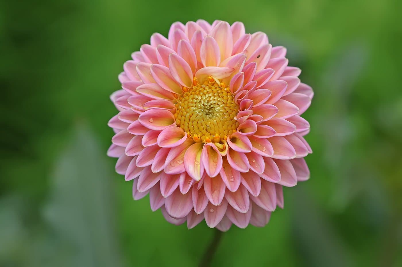 Foto van Dahlia (Dahlia)