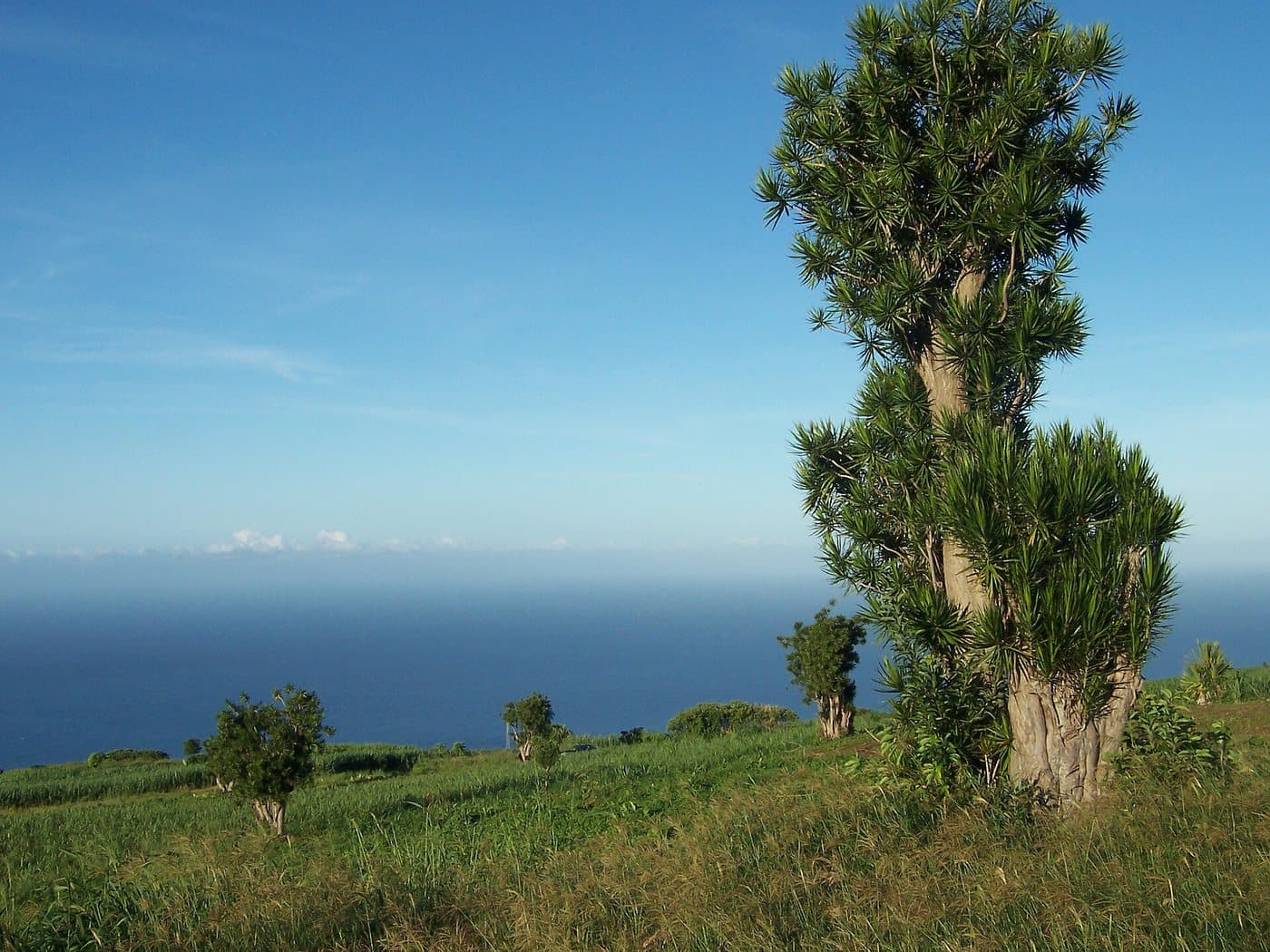 Foto van Drakenboom (Dracaena marginata)