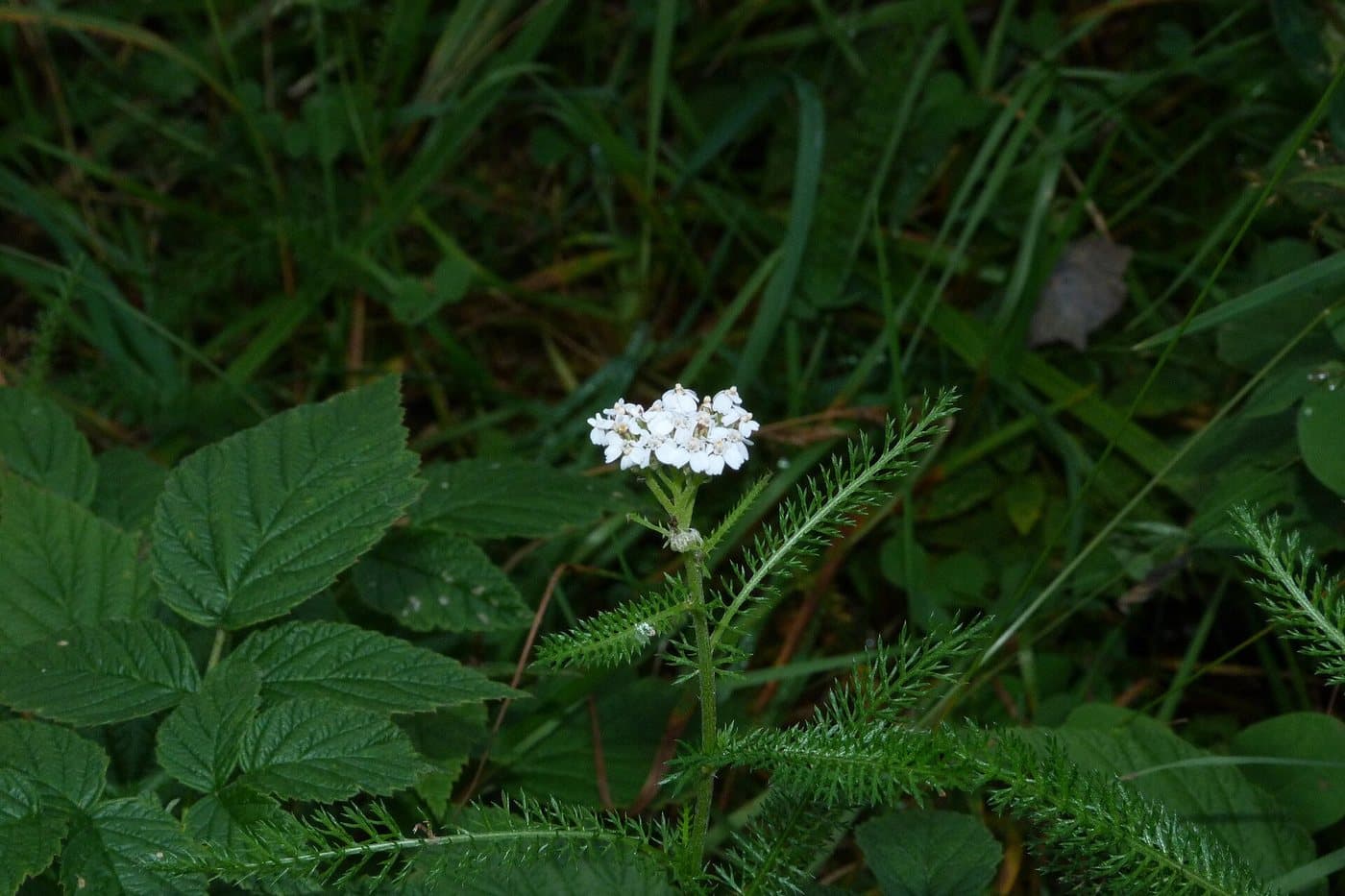 Foto van Gewoon duizendblad (Achillea millefolium)