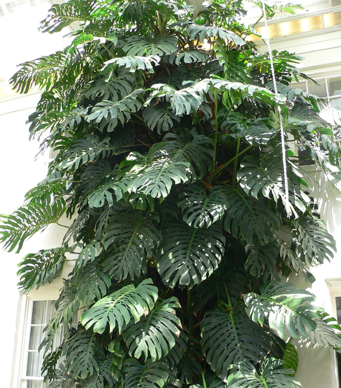 Foto van Gatenplant (Monstera deliciosa)