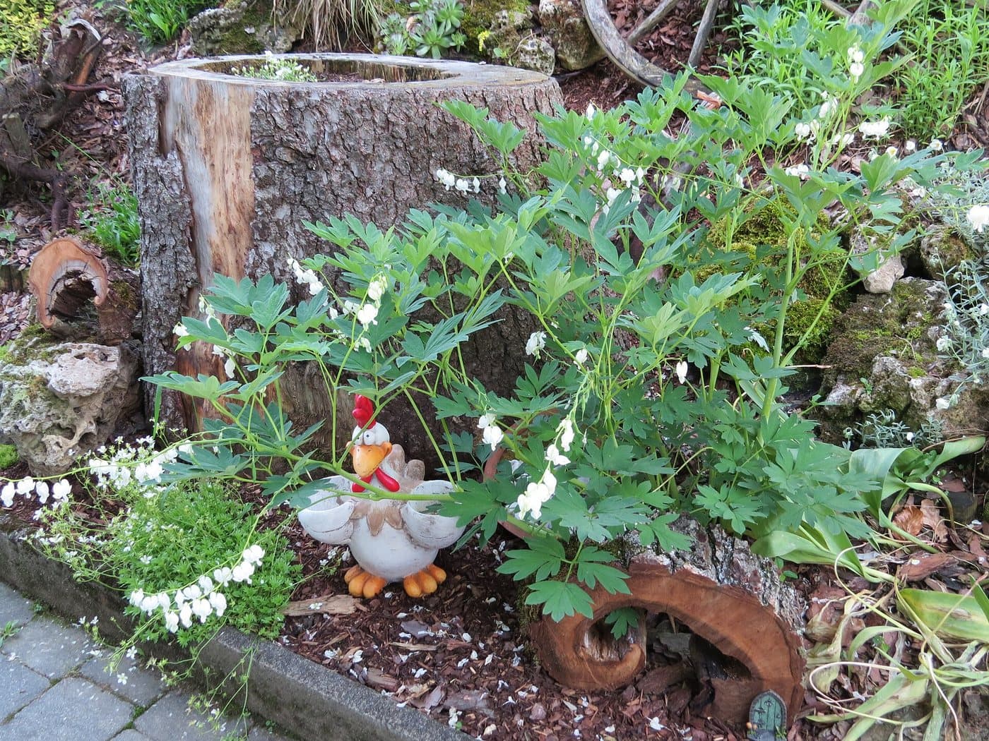 Foto van Gebroken hartje (Lamprocapnos spectabilis)