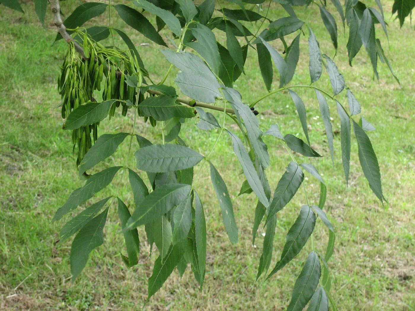 Foto van Gewone es (Fraxinus excelsior)
