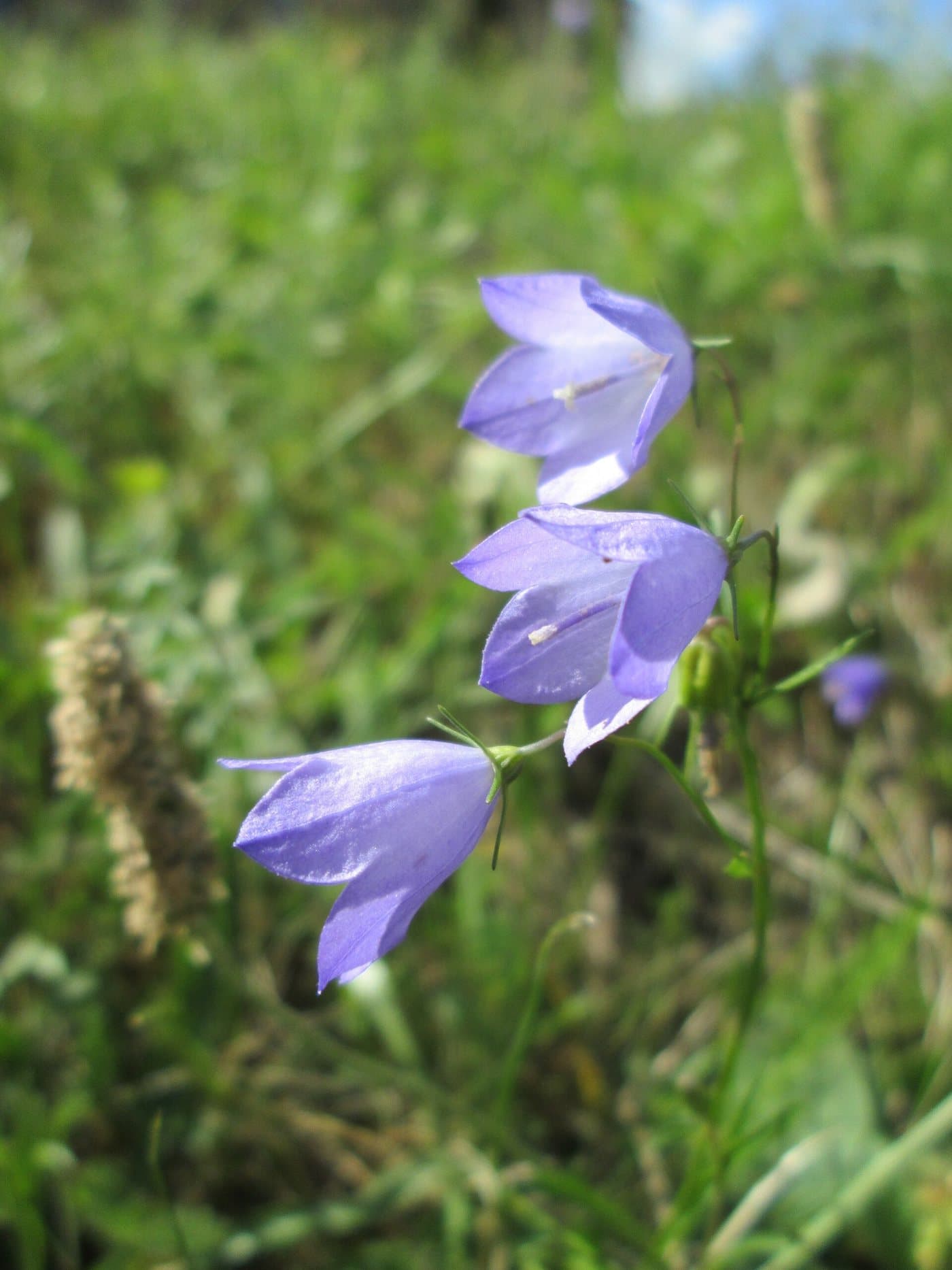 Foto van Grasklokje (Campanula rotundifolia)