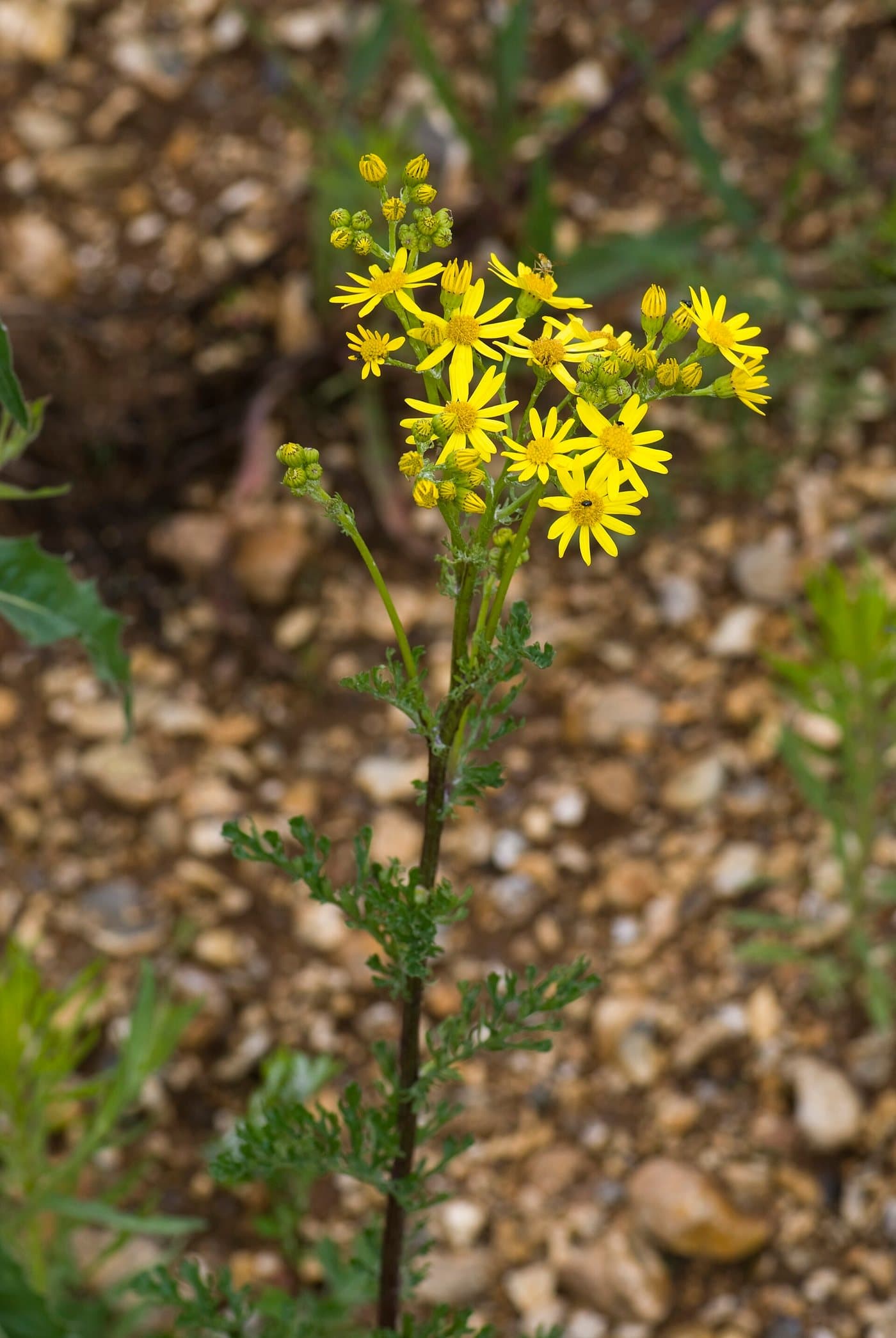 Foto van Jacobskruiskruid (Jacobaea vulgaris)