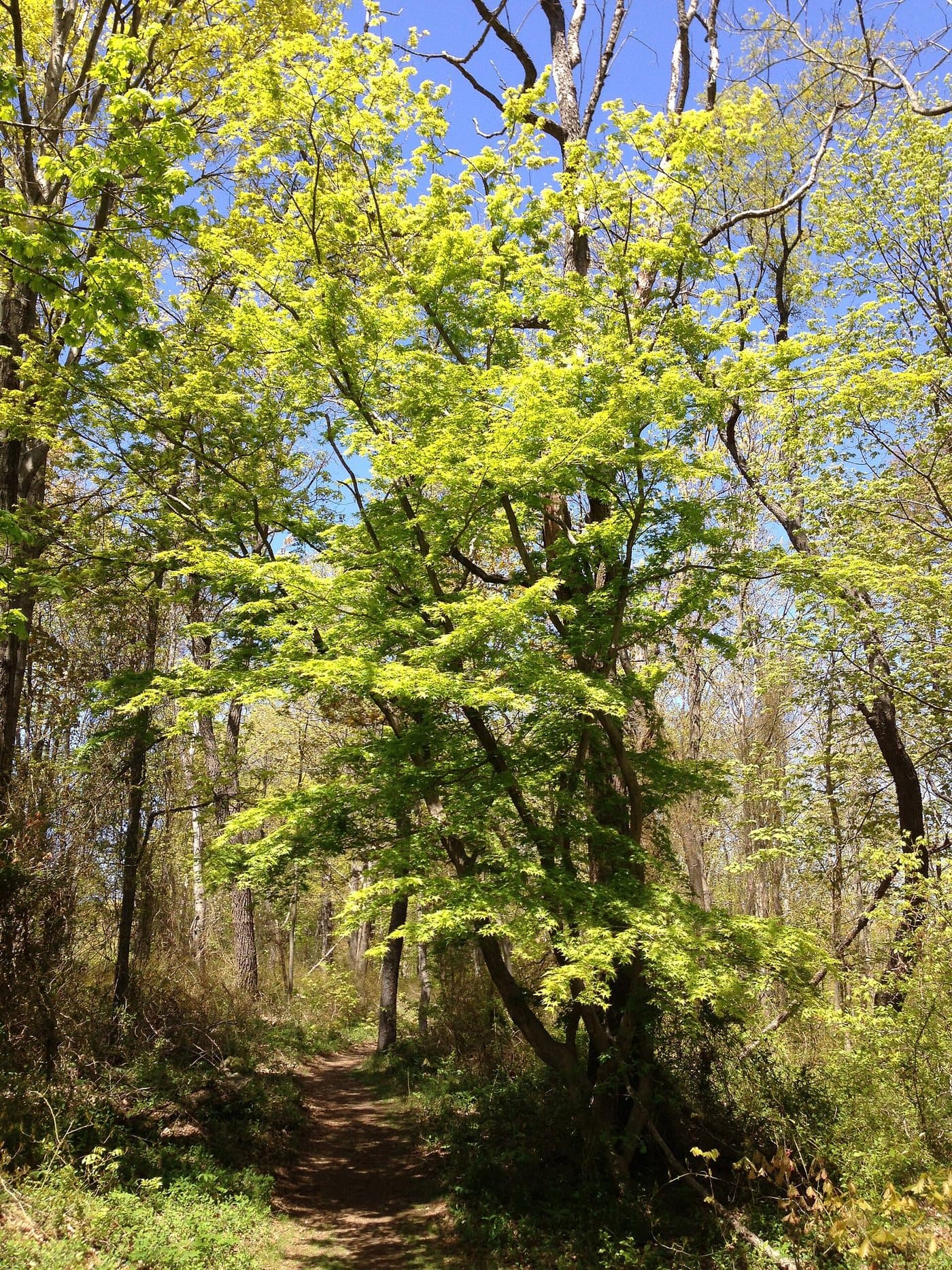 Foto van Japanse esdoorn (Acer palmatum)