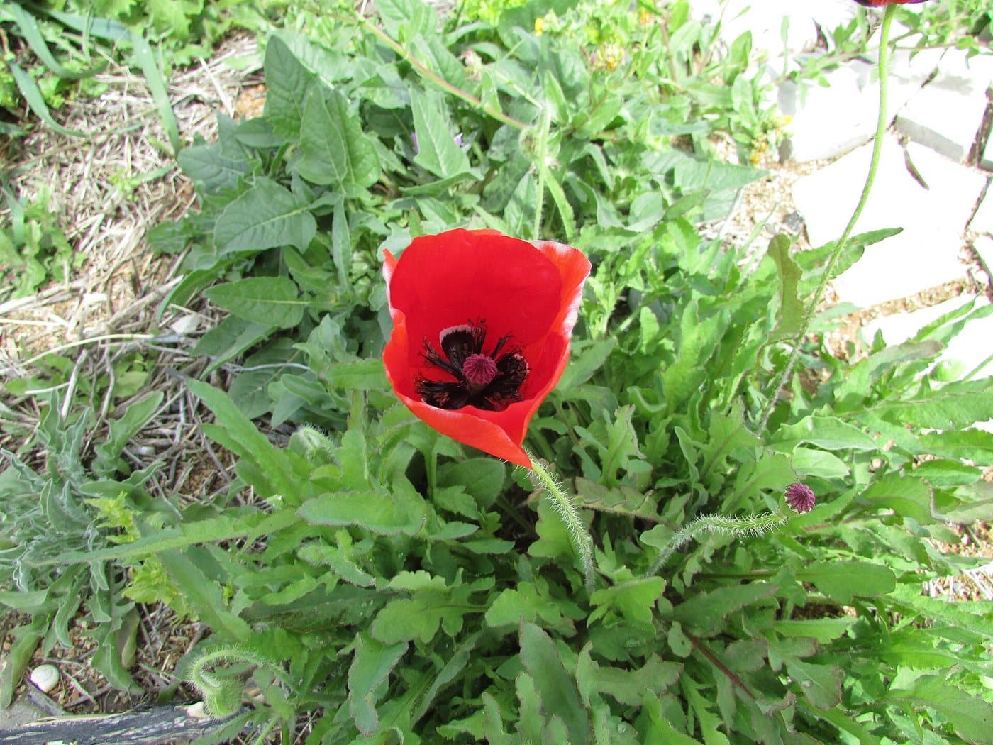 Foto van Grote klaproos (Papaver rhoeas)