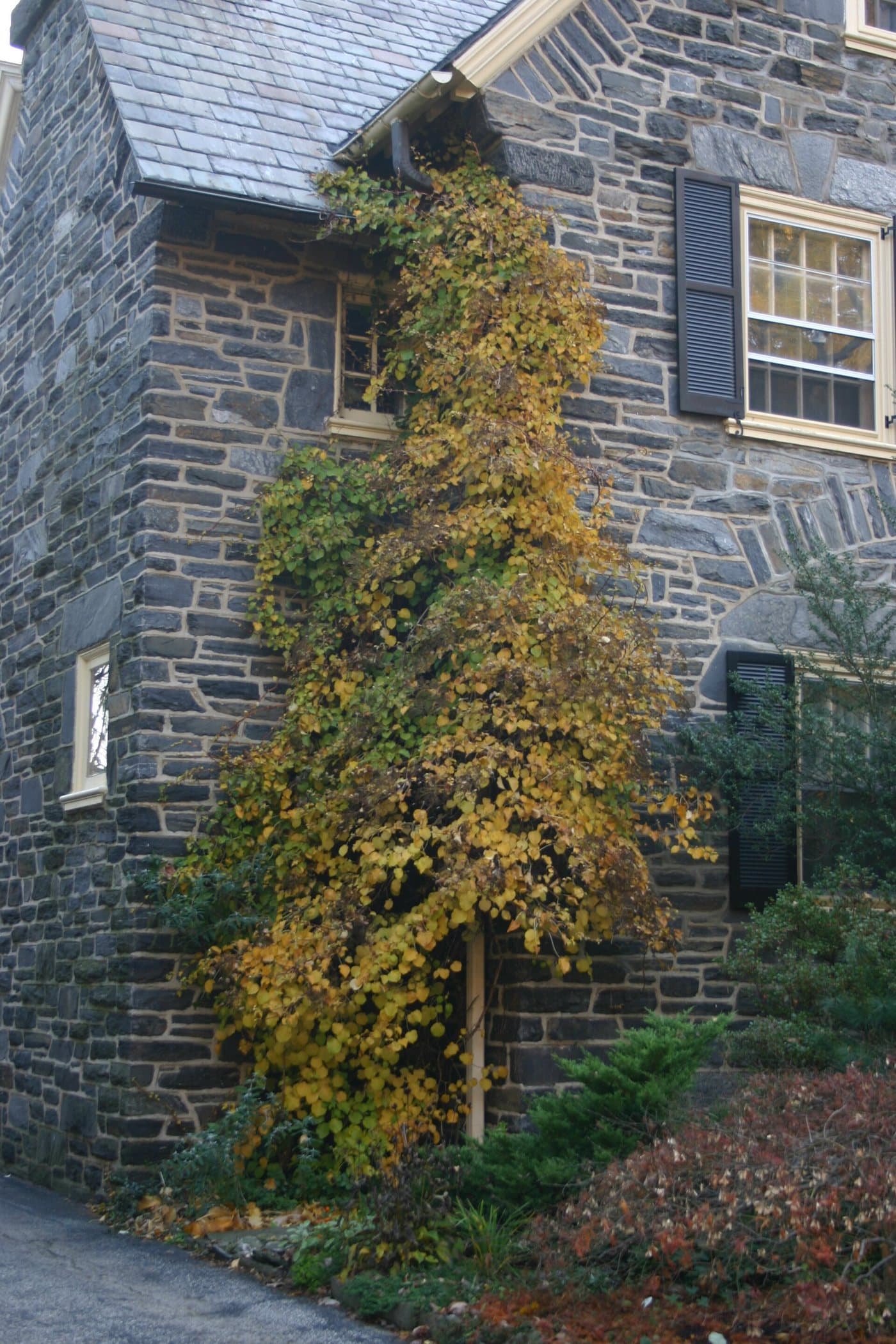 Foto van Klimhortensia (Hydrangea anomala subsp. petiolaris)