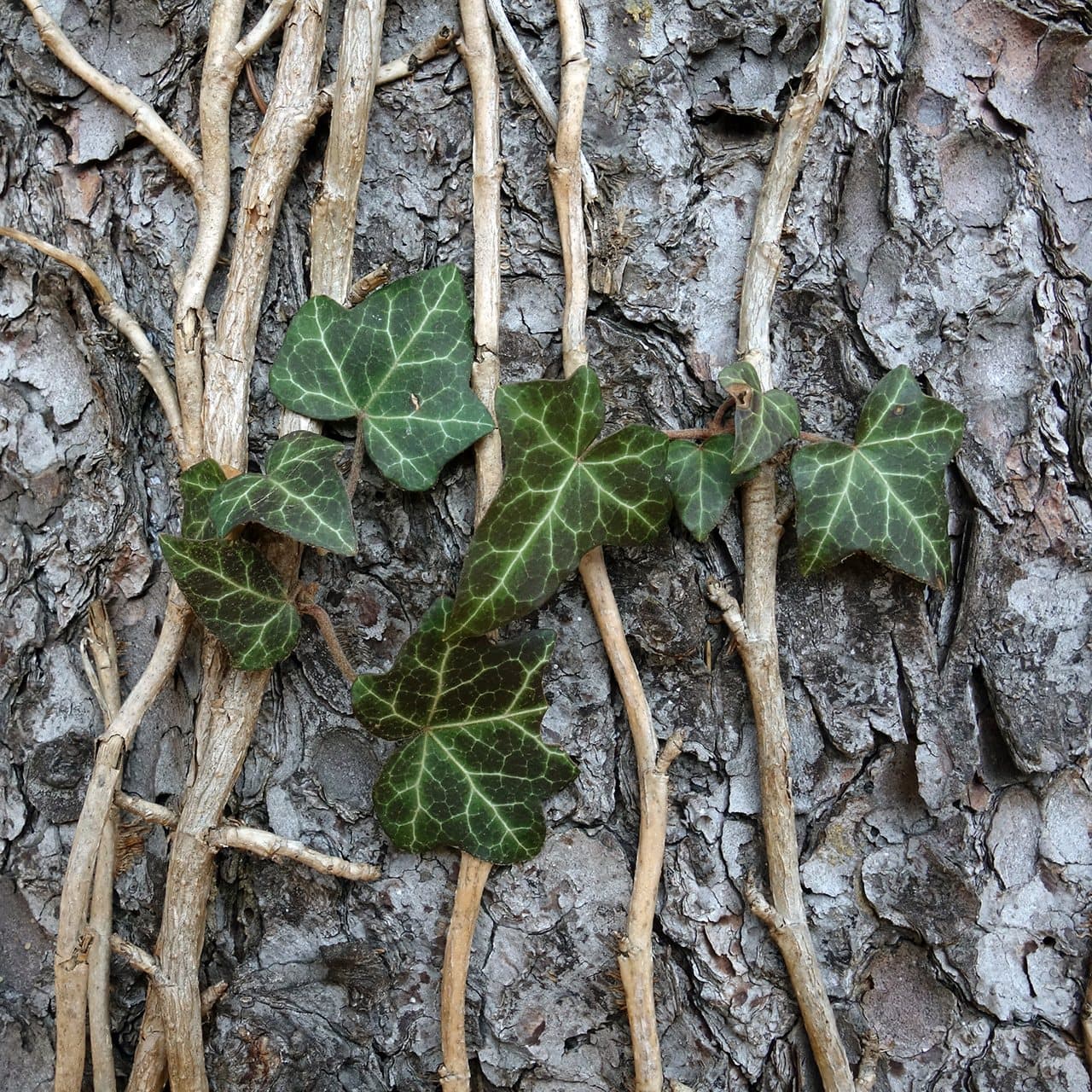 Foto van Klimop (Hedera helix)