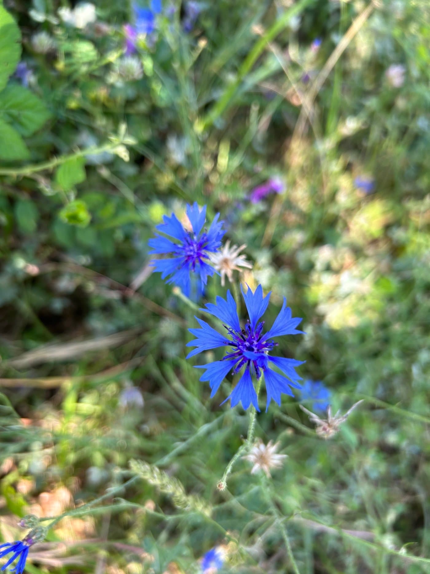Foto van Korenbloem (Centaurea cyanus)