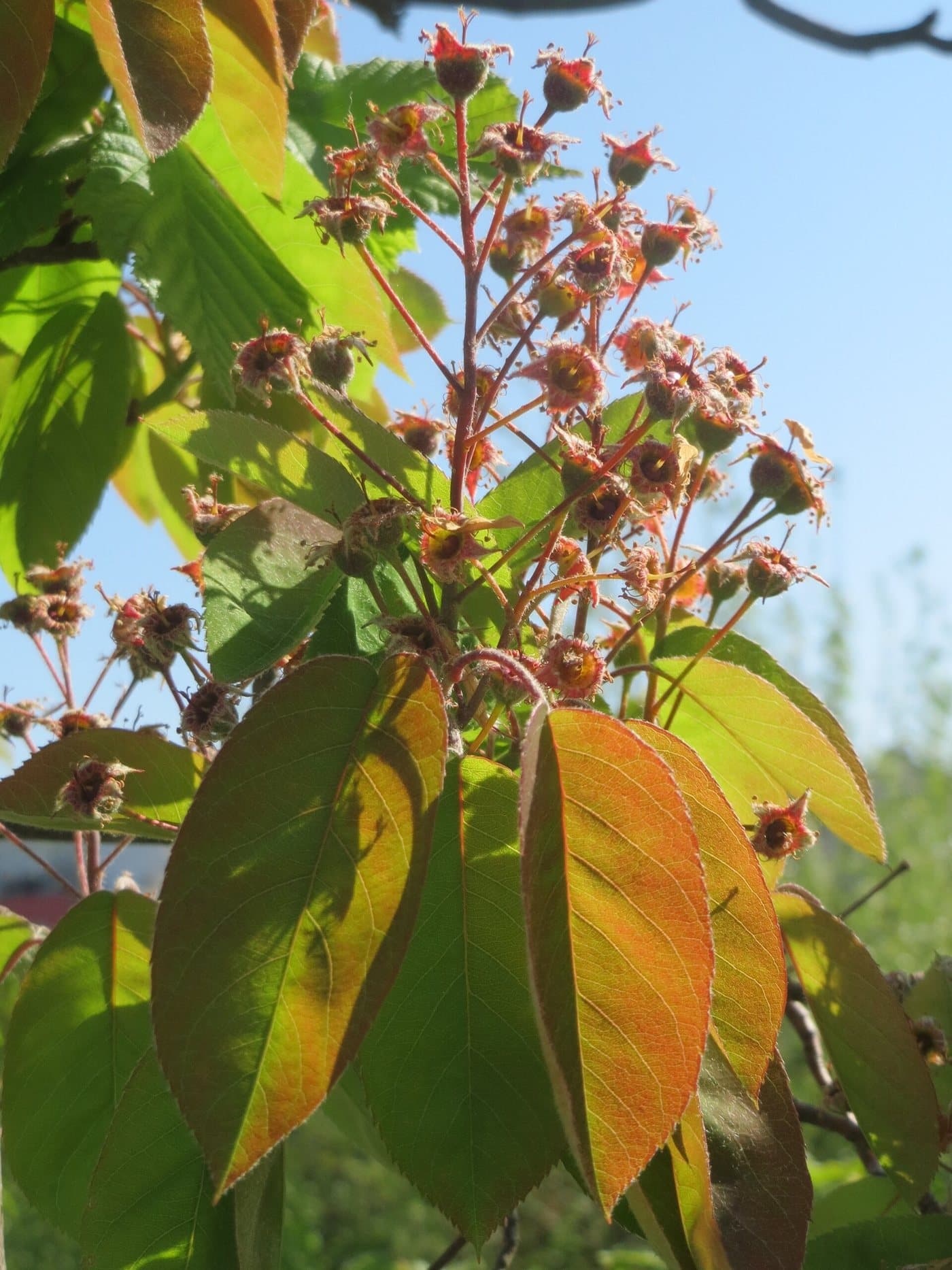 Foto van Krentenboompje (Amelanchier lamarckii)