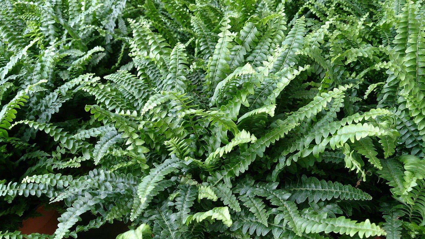Foto van Krulvaren (Nephrolepis exaltata)