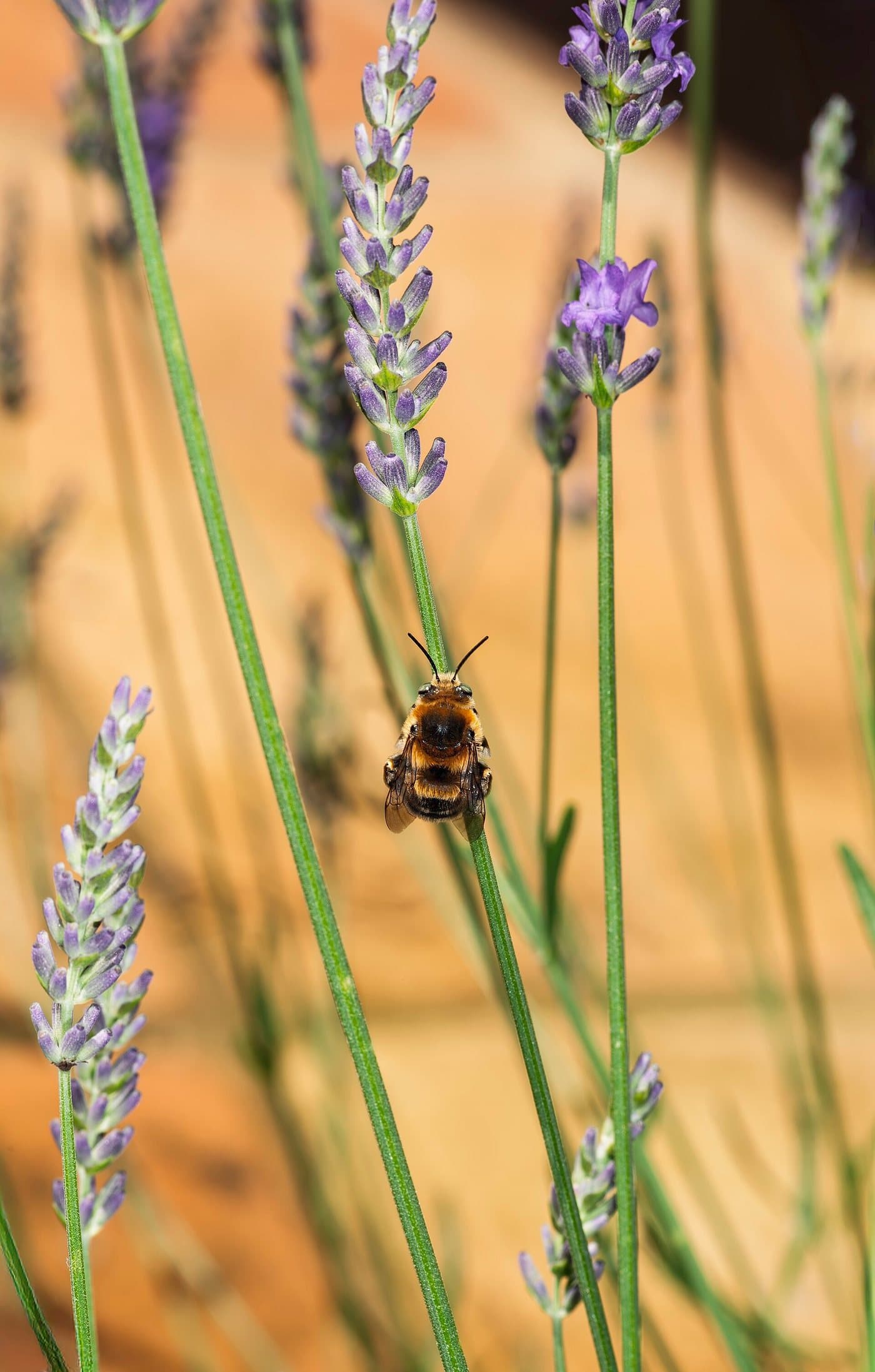 Foto van Lavendel (Lavandula angustifolia)