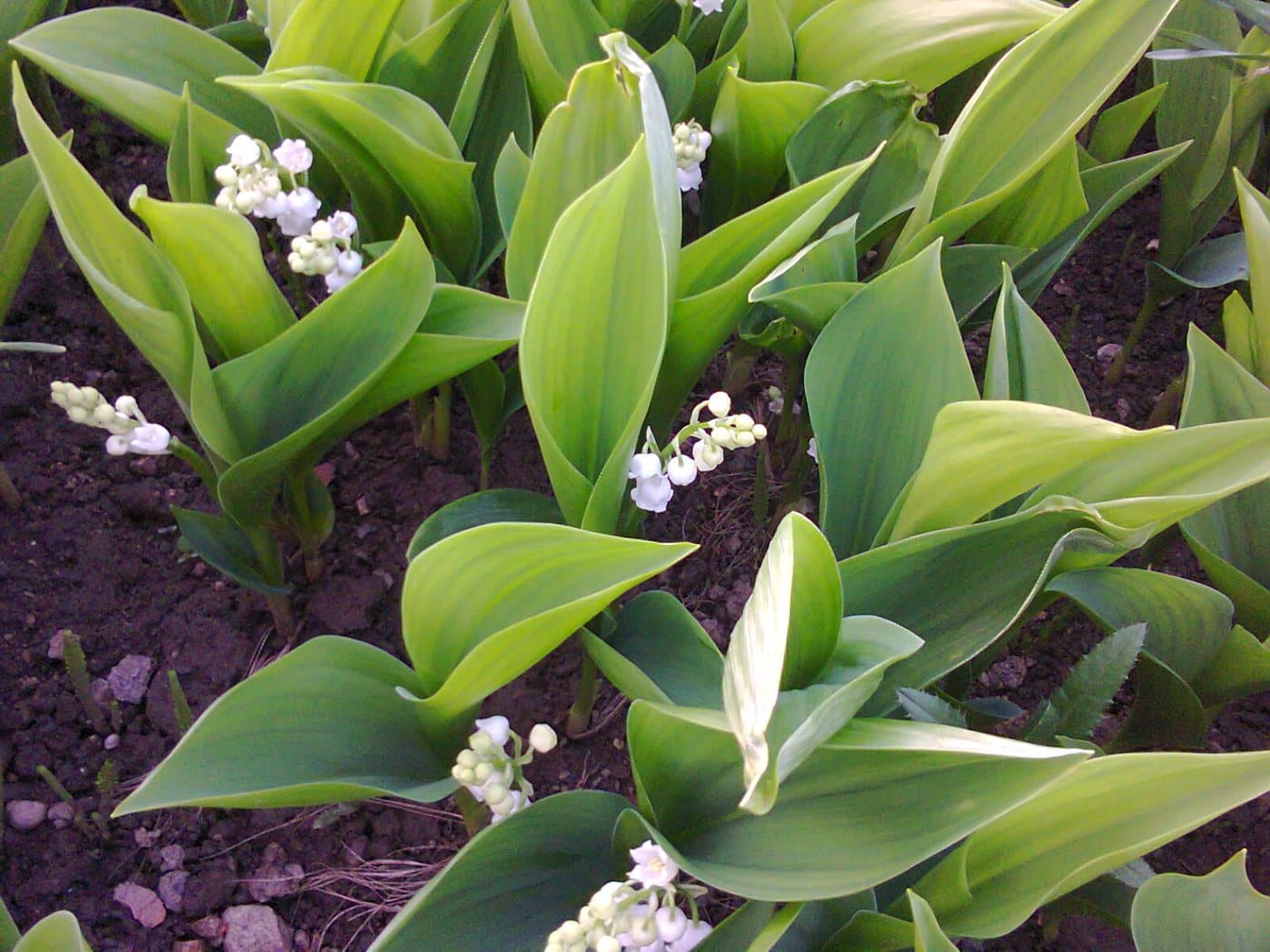 Foto van Lelietje-van-dalen (Convallaria majalis)