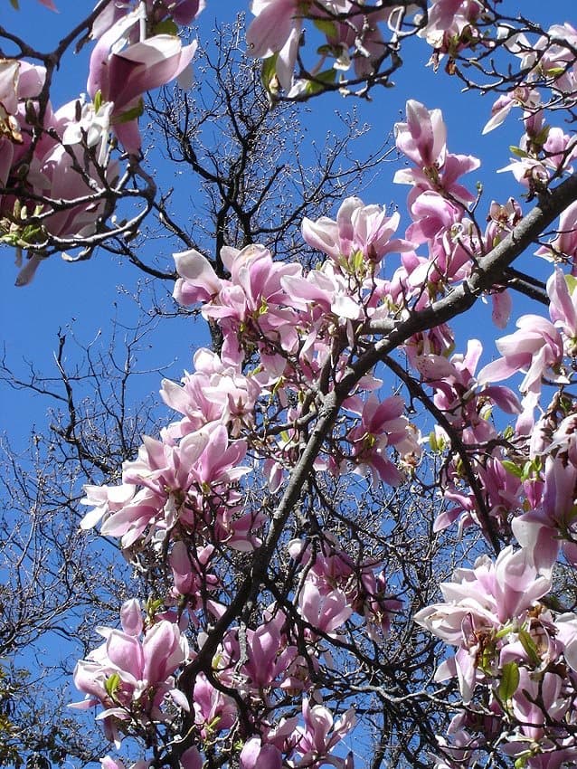 Foto van Magnolia (Magnolia × soulangeana)
