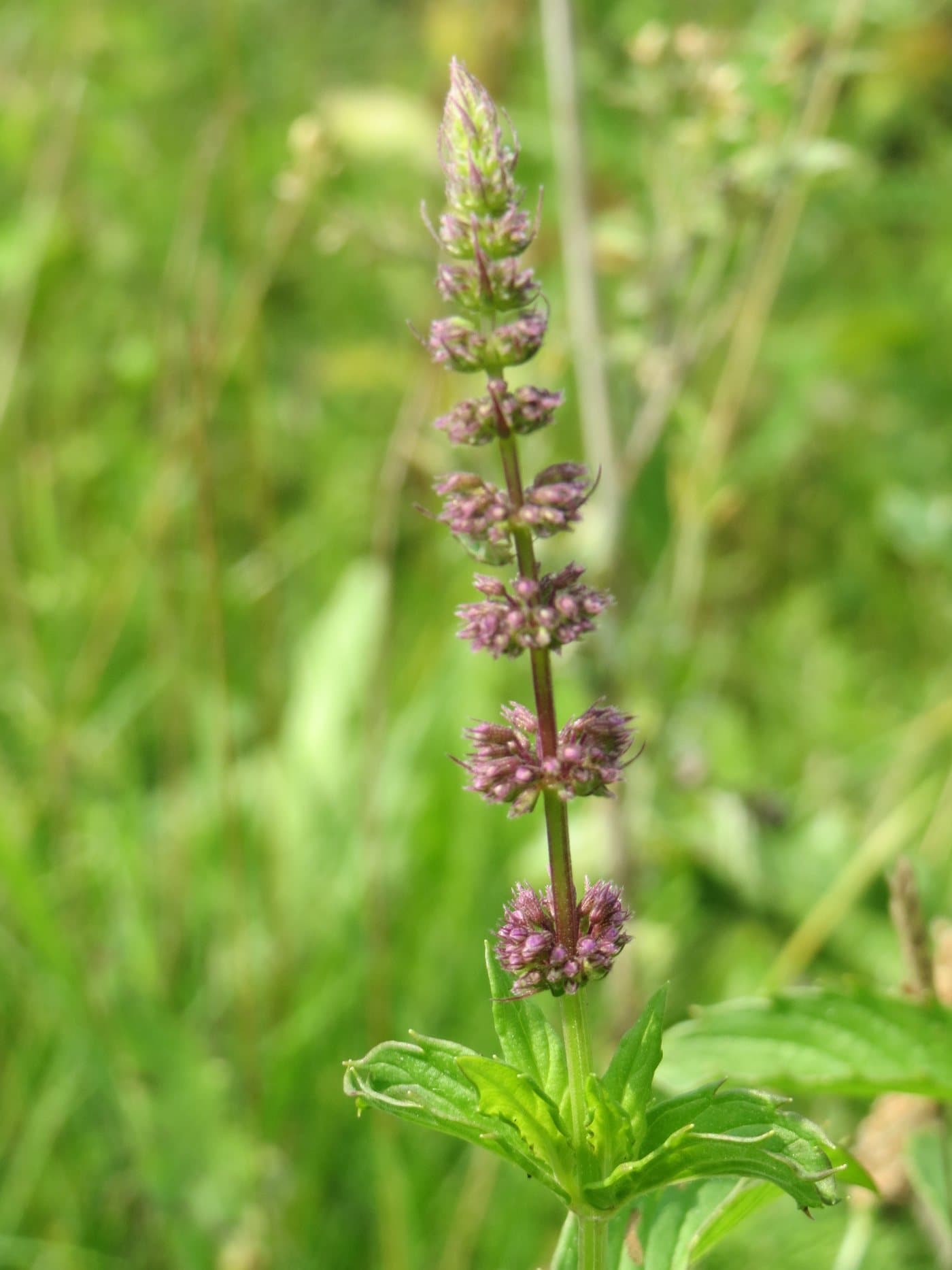 Foto van Aarmunt (Mentha spicata)