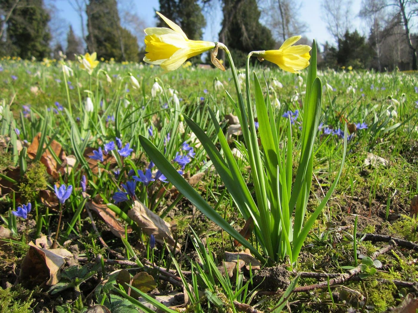 Foto van Narcis (Narcissus)