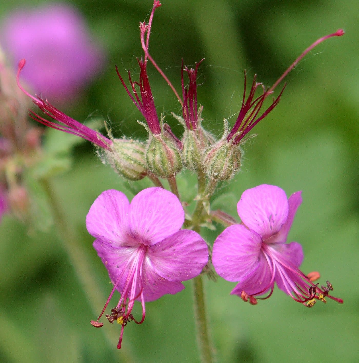 Foto van Rotsooievaarsbek (Geranium macrorrhizum)