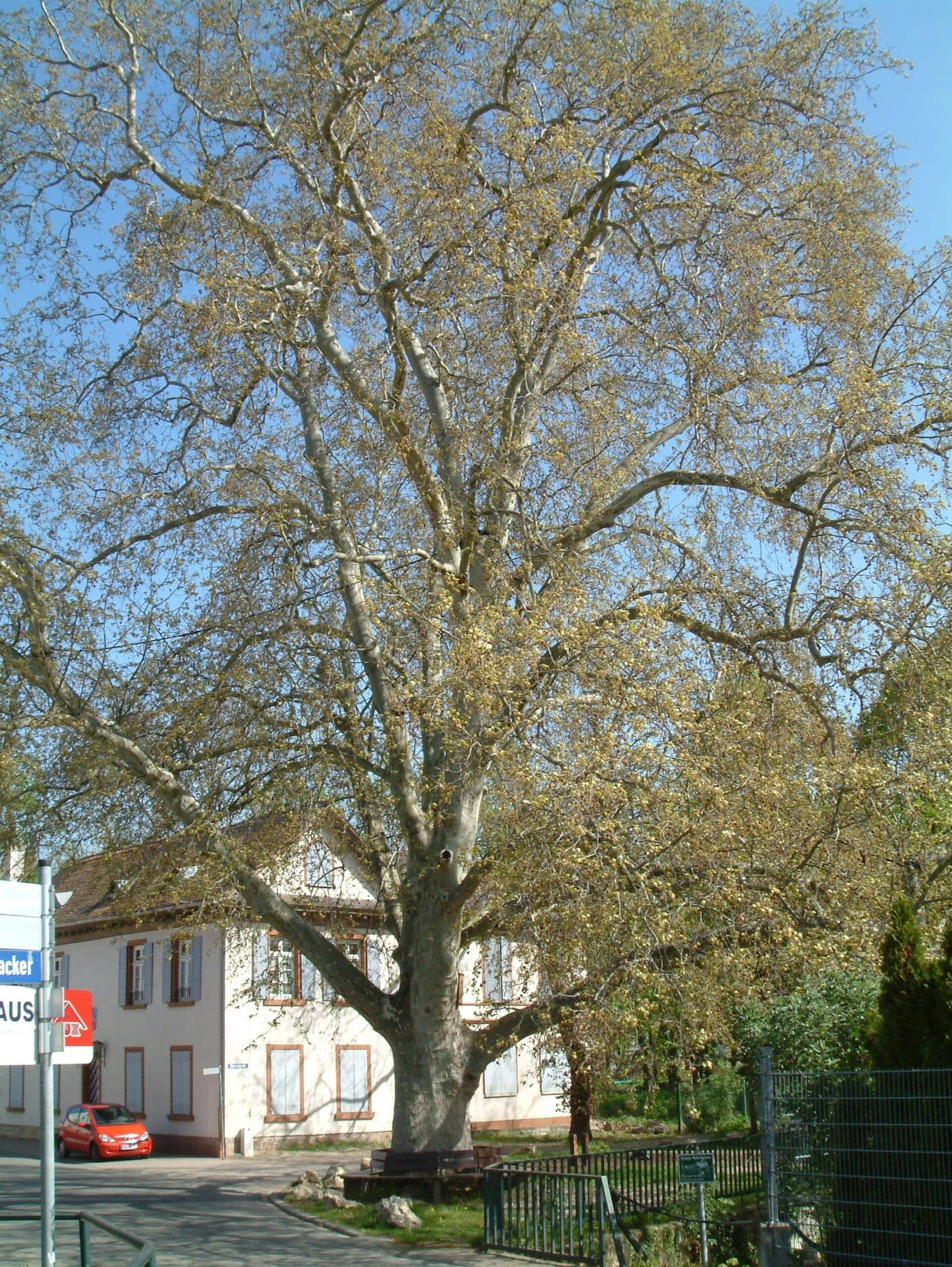 Foto van Plataan (Platanus × hispanica)