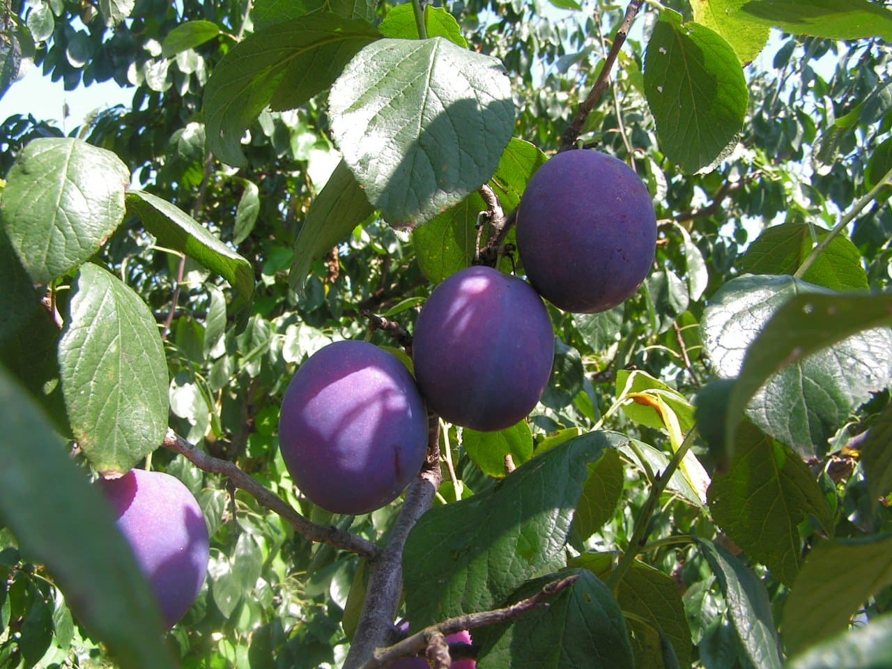 Foto van Pruim (Prunus domestica)