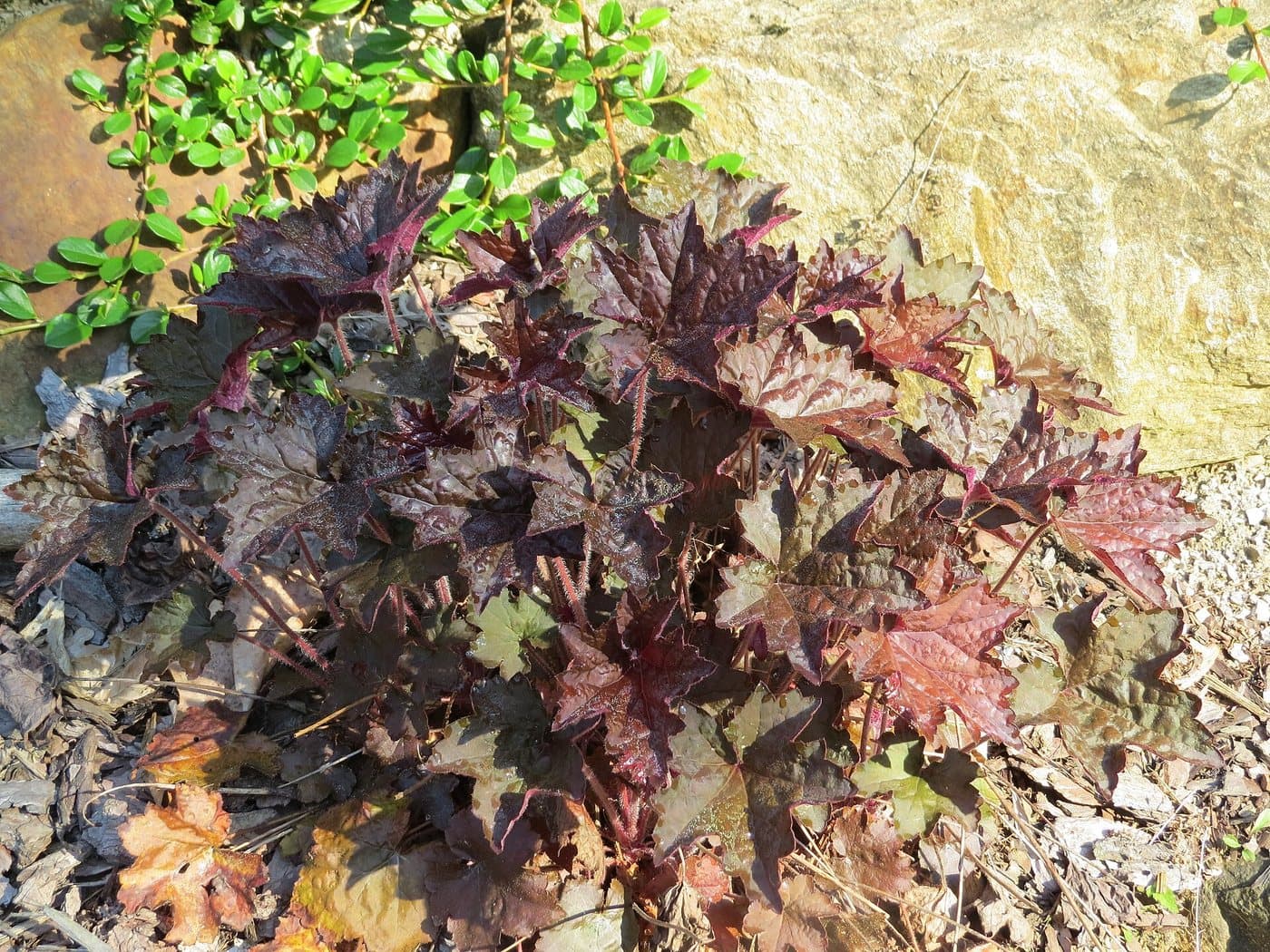 Foto van Purperklokje (Heuchera)