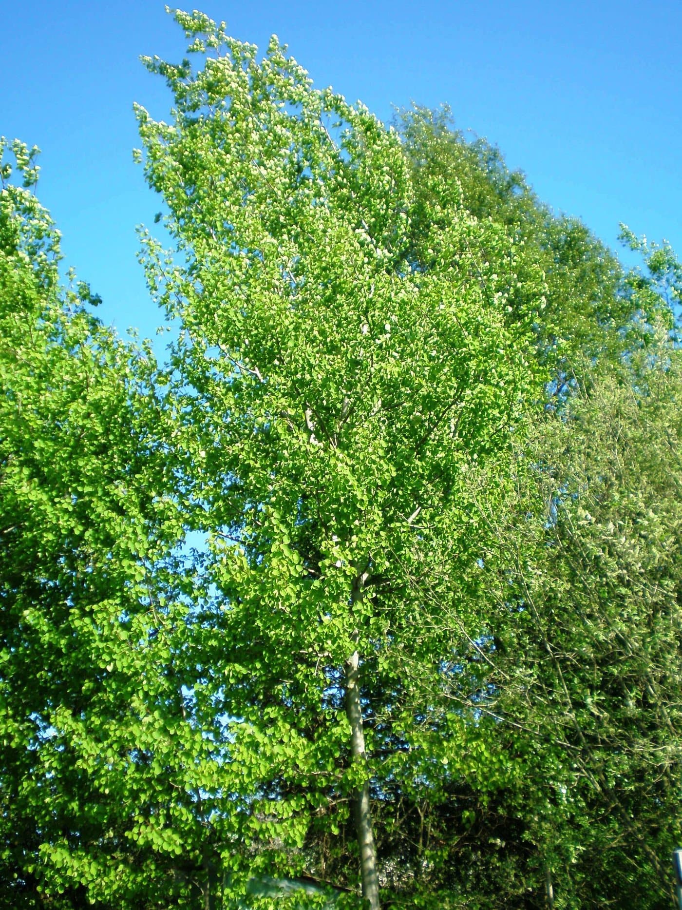 Foto van Ratelpopulier (Populus tremula)