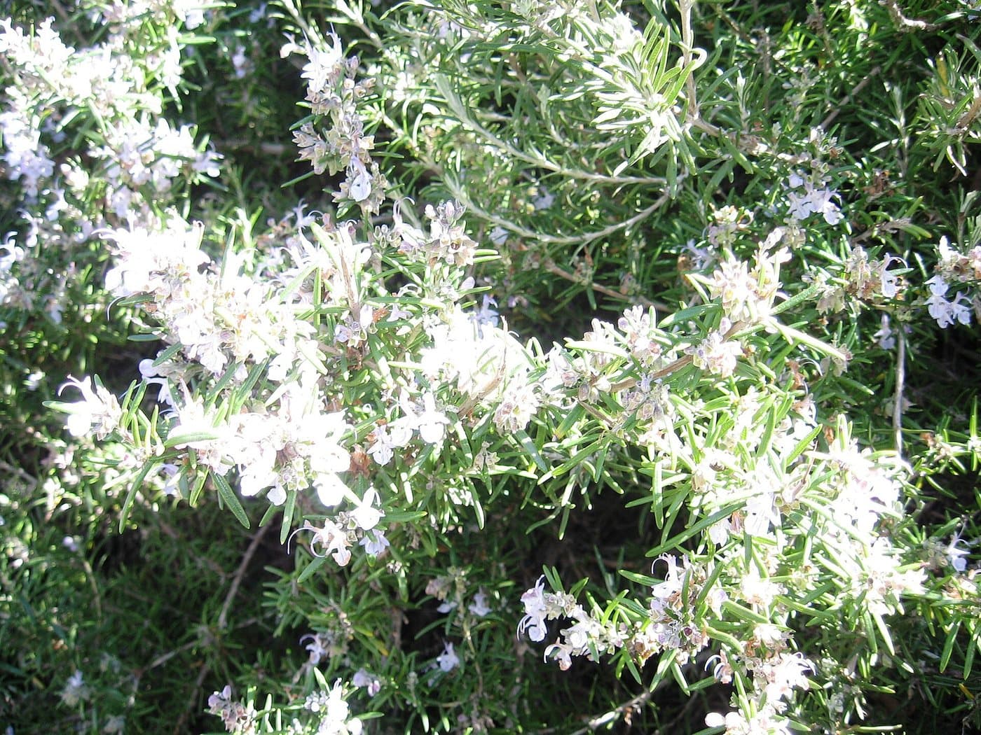 Foto van Rozemarijn (Salvia rosmarinus)
