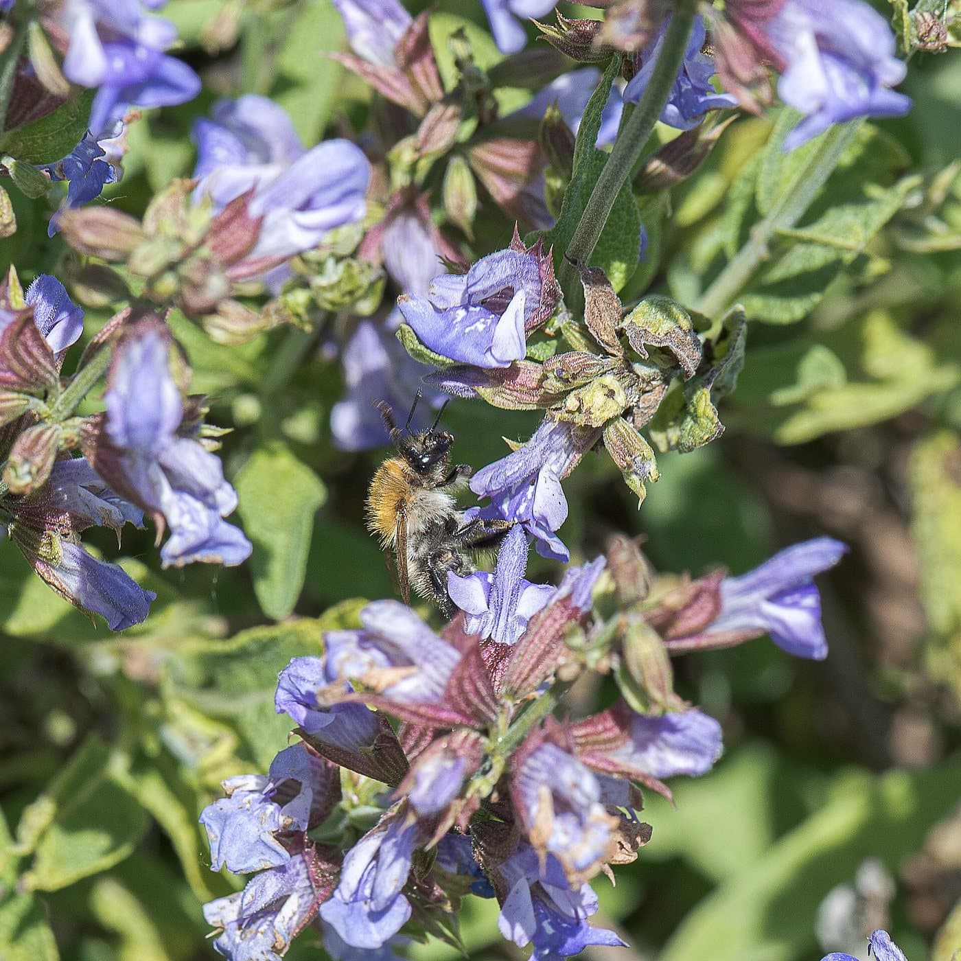 Foto van Salie (Salvia officinalis)