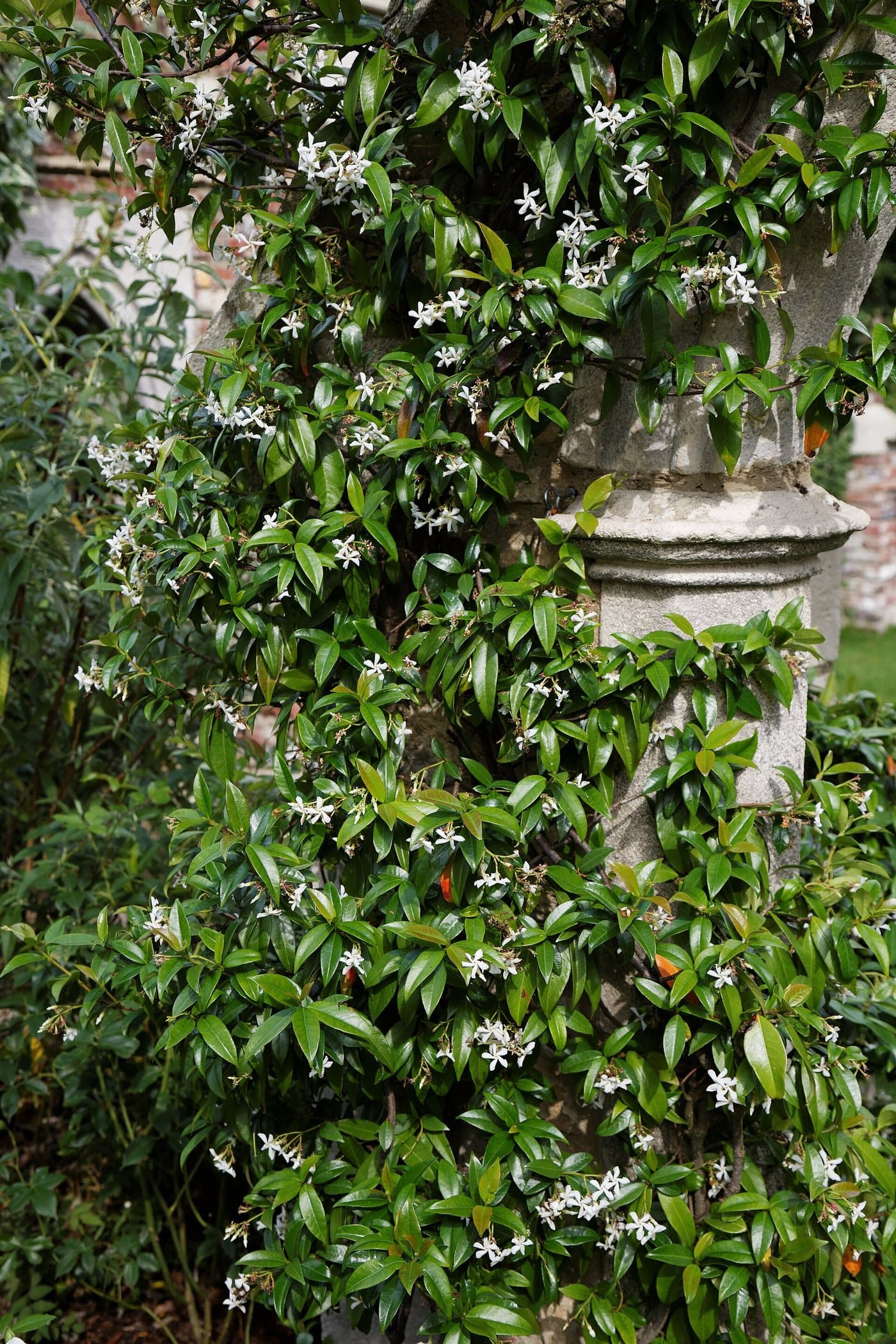 Foto van Sterjasmijn (Trachelospermum jasminoides)