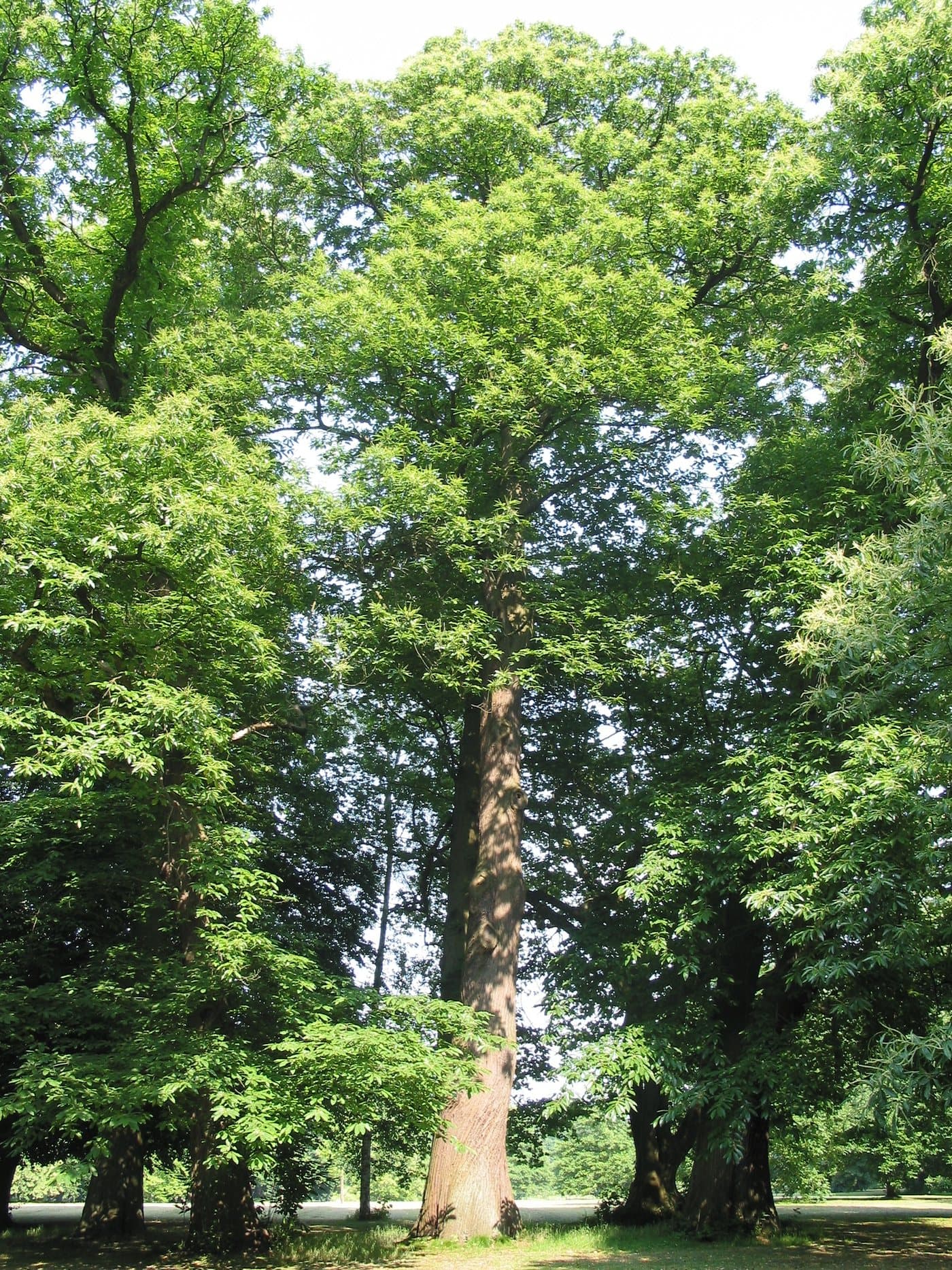 Foto van Tamme kastanje (Castanea sativa)