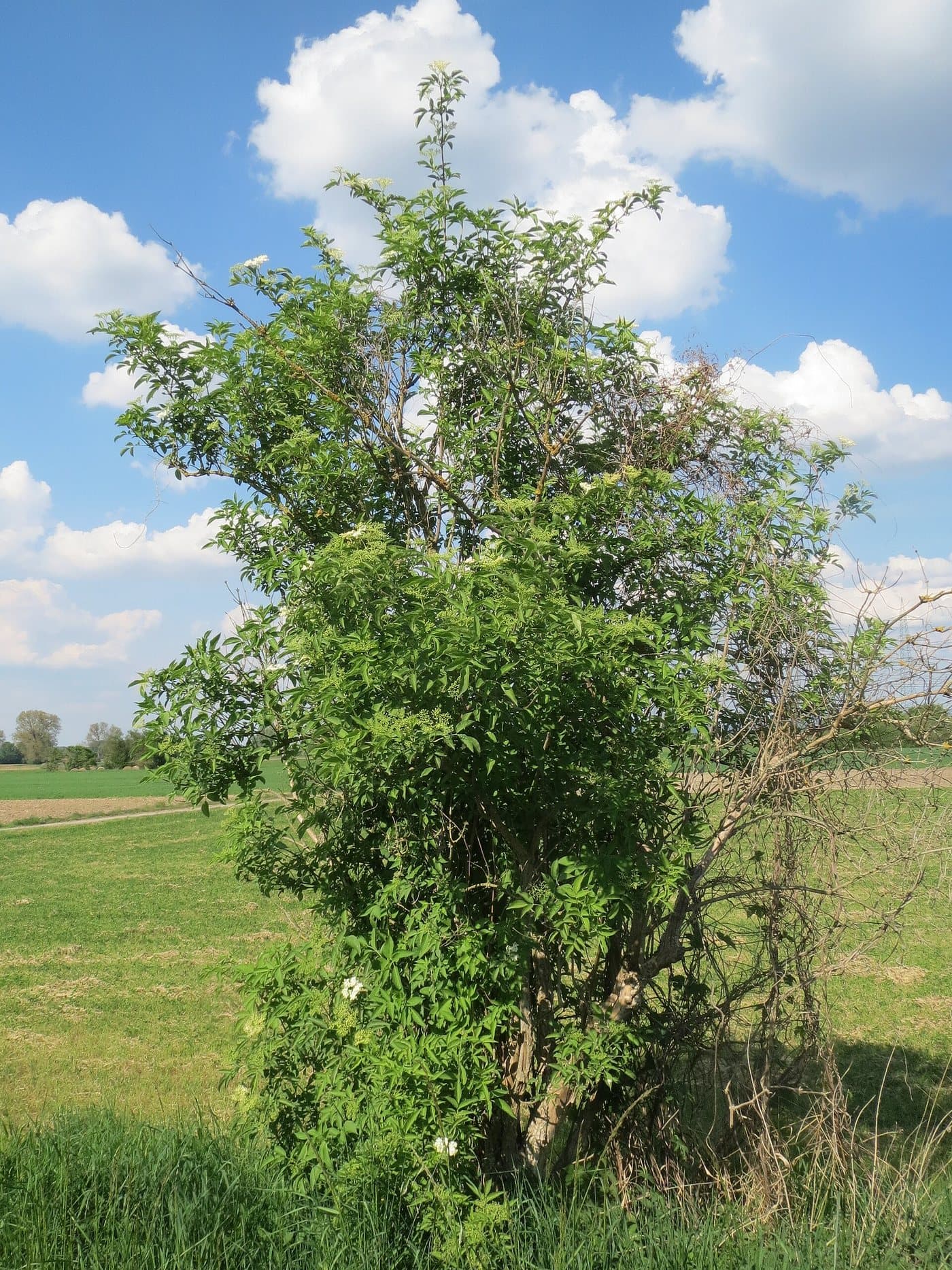 Foto van Gewone vlier (Sambucus nigra)