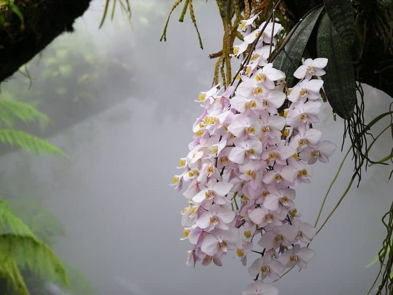 Foto van Vlinderorchidee (Phalaenopsis)