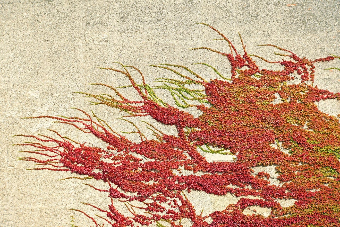 Foto van Wilde wingerd (Parthenocissus tricuspidata)