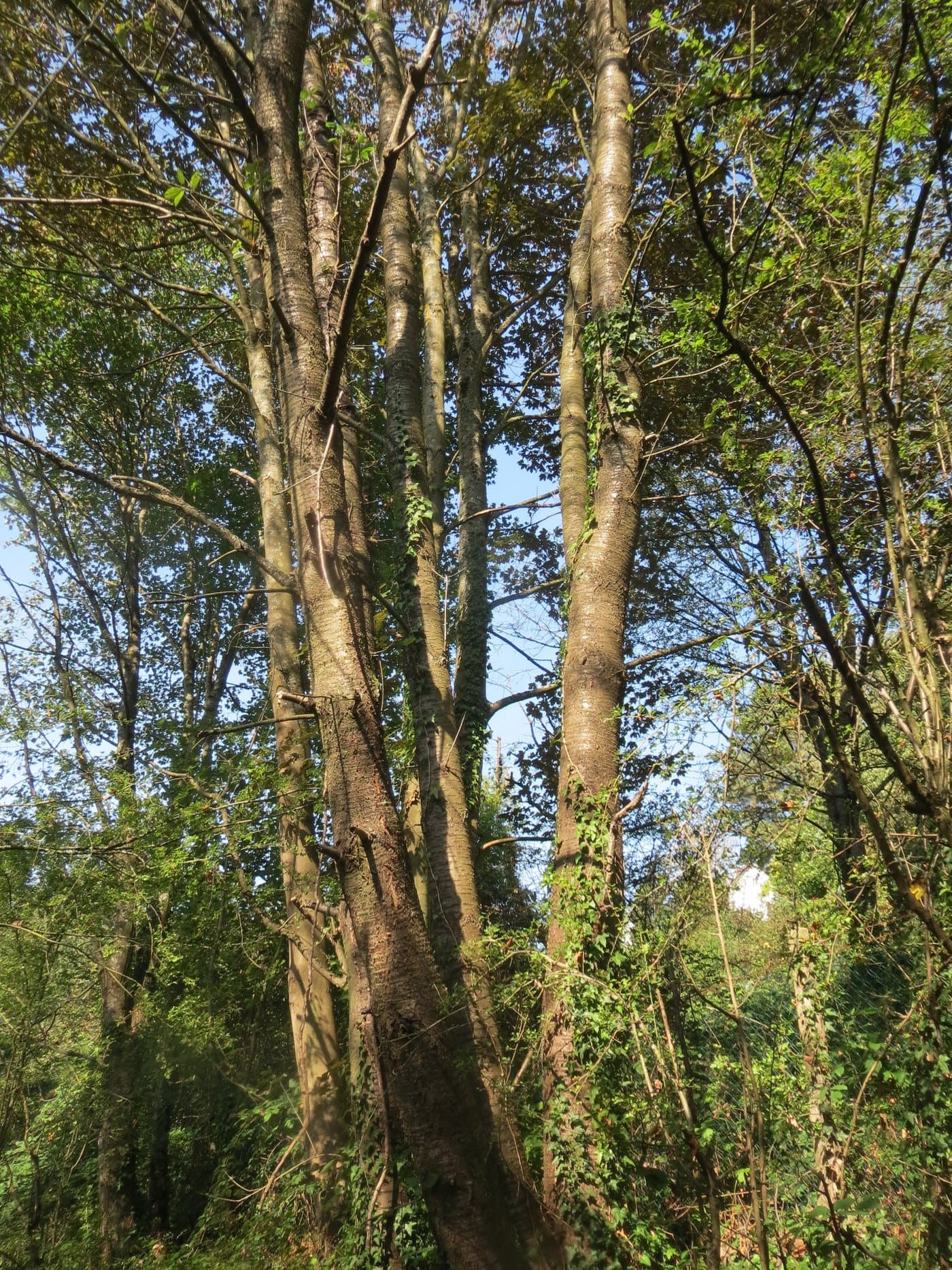 Foto van Zoete kers (Prunus avium)