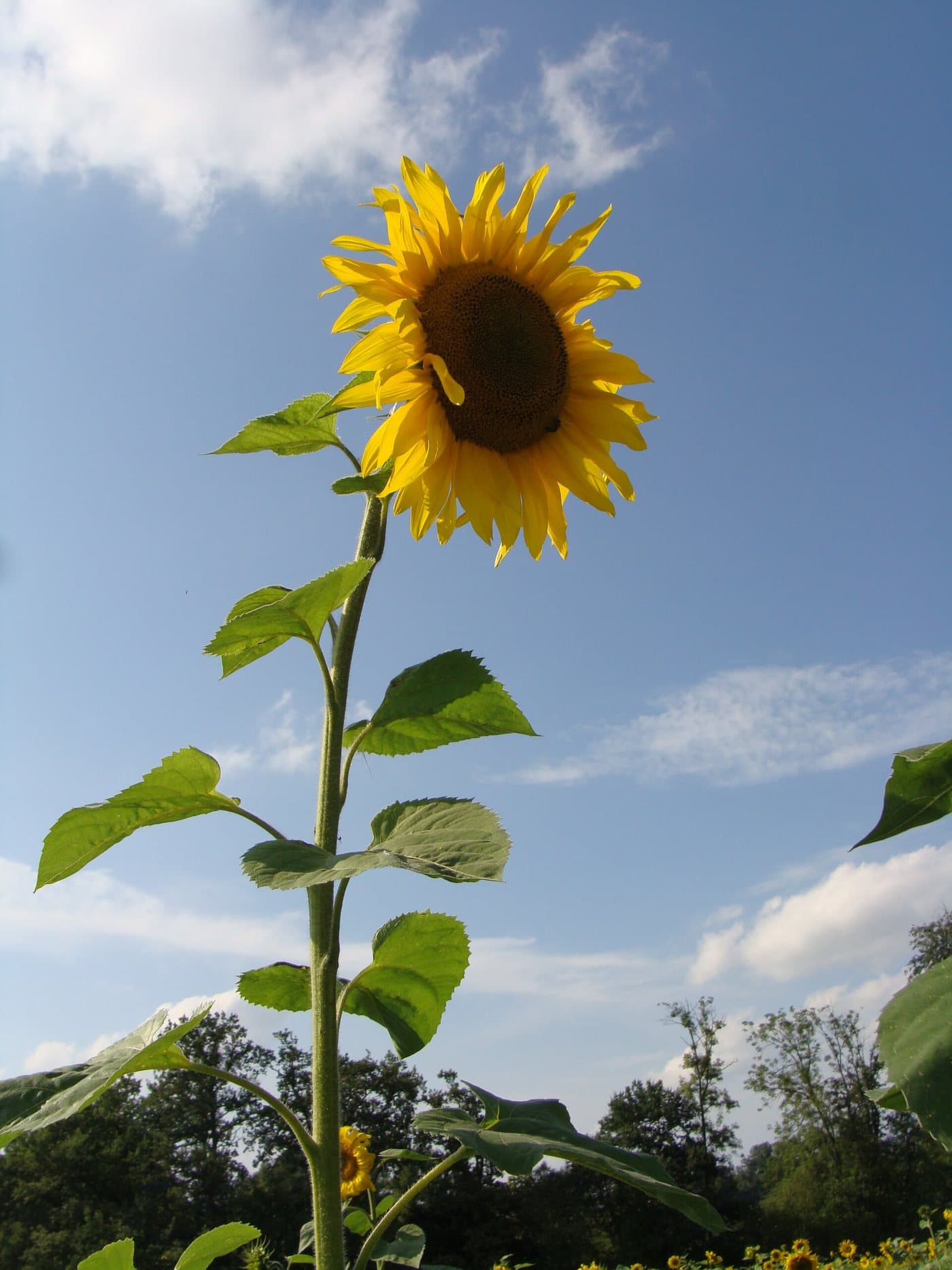 Foto van Zonnebloem (Helianthus annuus)