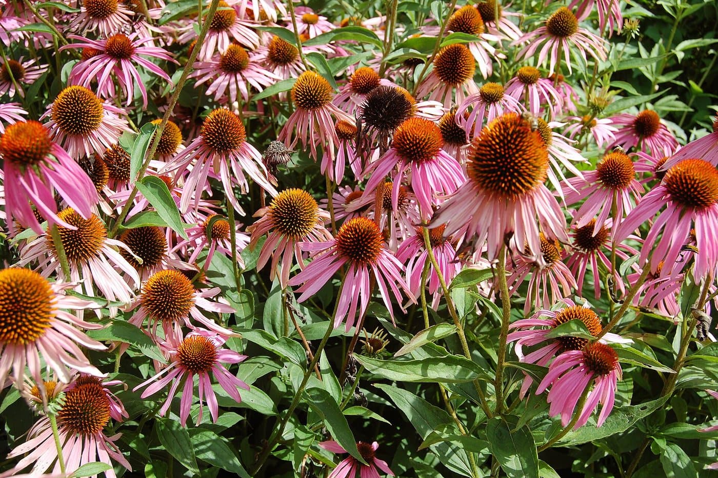 Foto van Zonnehoed (Echinacea purpurea)