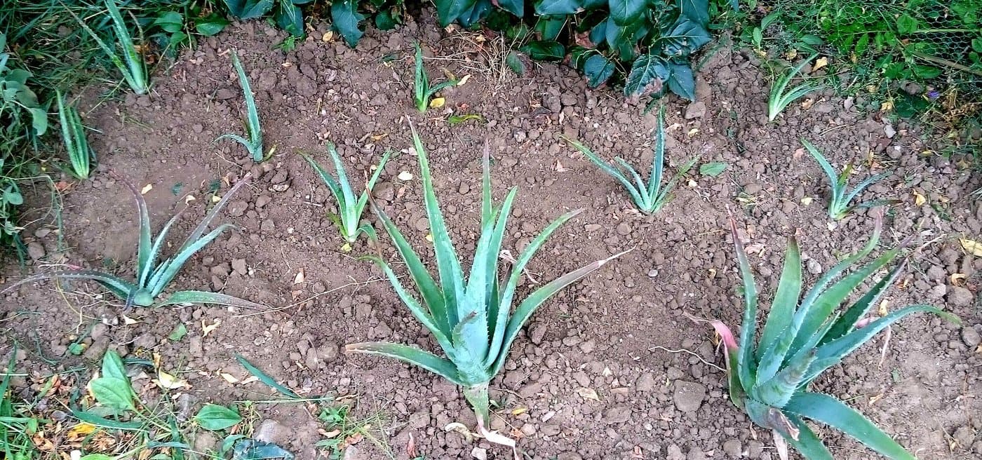 Foto van Aloe vera (Aloe vera)