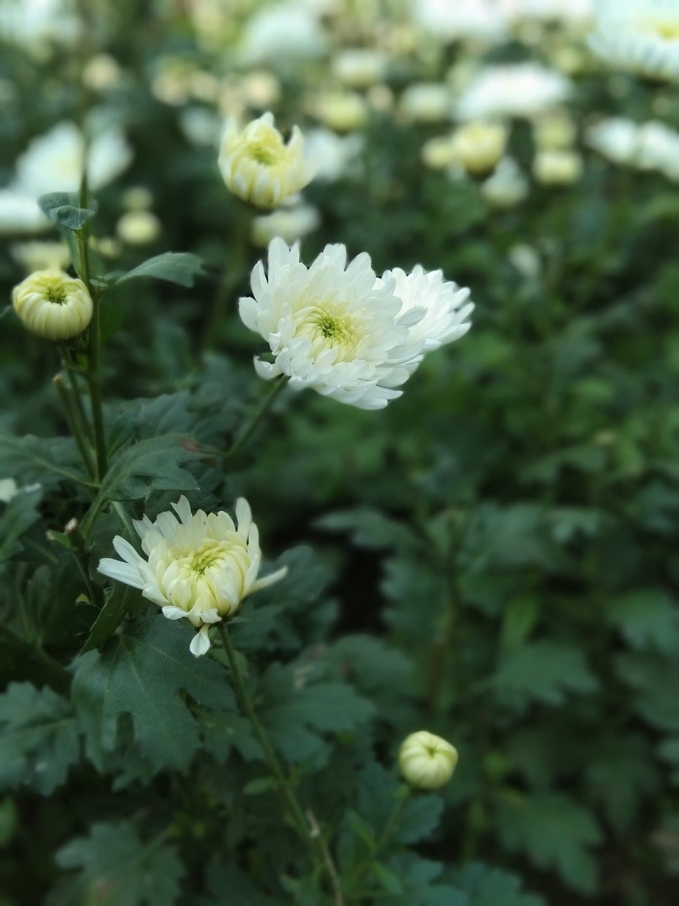 Foto van Chrysant (Chrysanthemum)