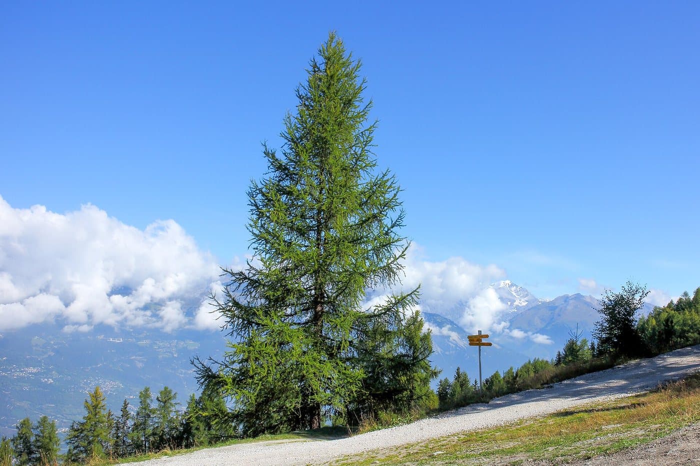 Foto van Europese lork (Larix decidua)