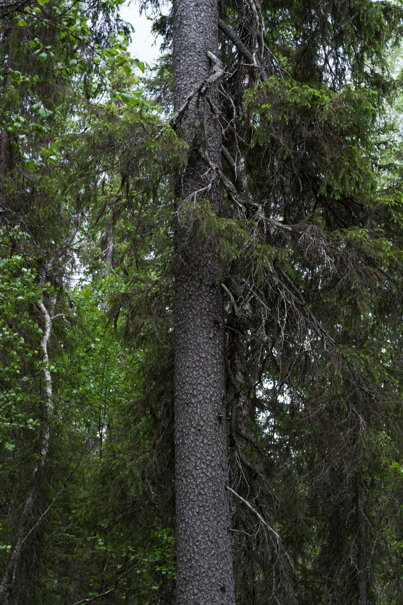 Foto van Fijnspar (Picea abies)