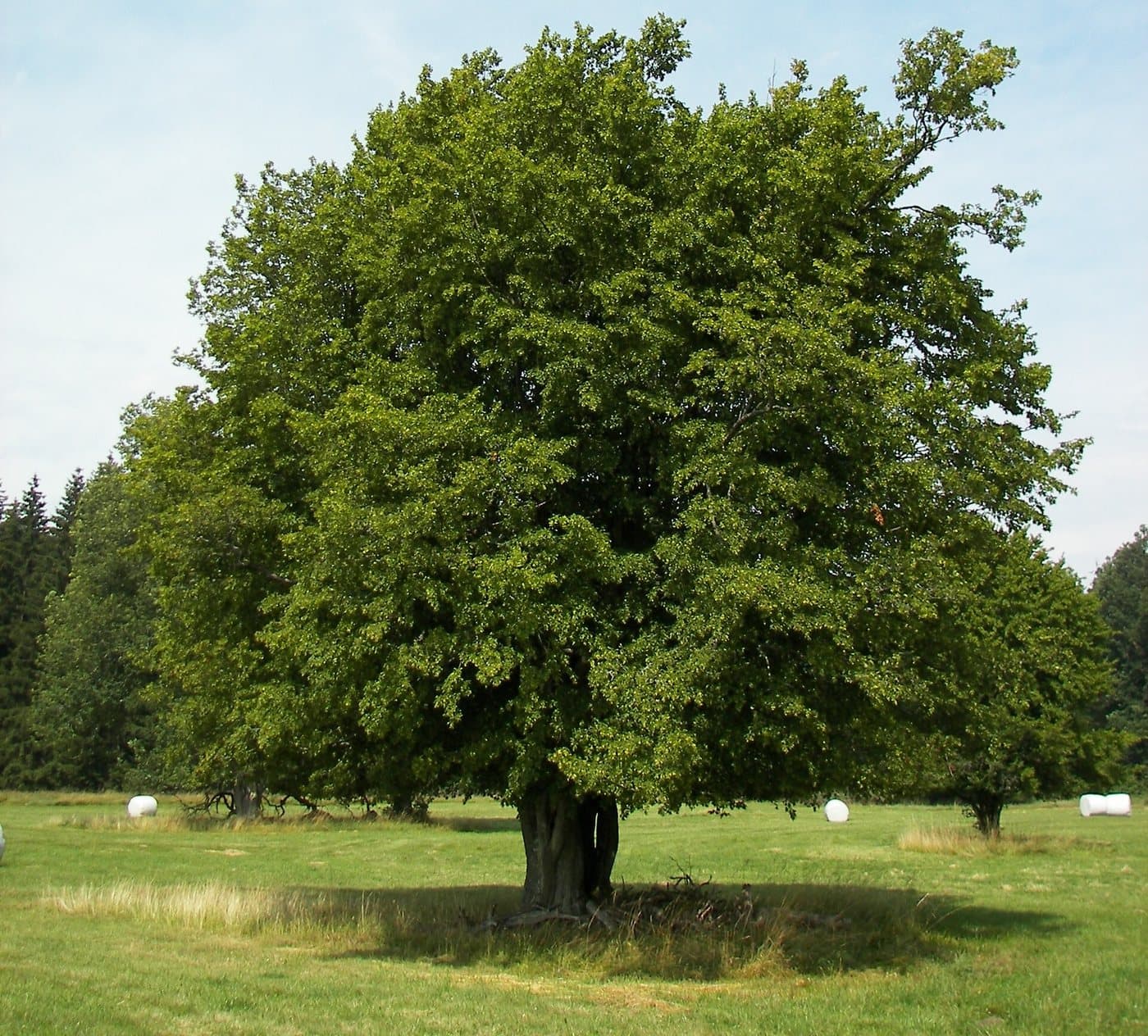 Foto van Haagbeuk (Carpinus betulus)