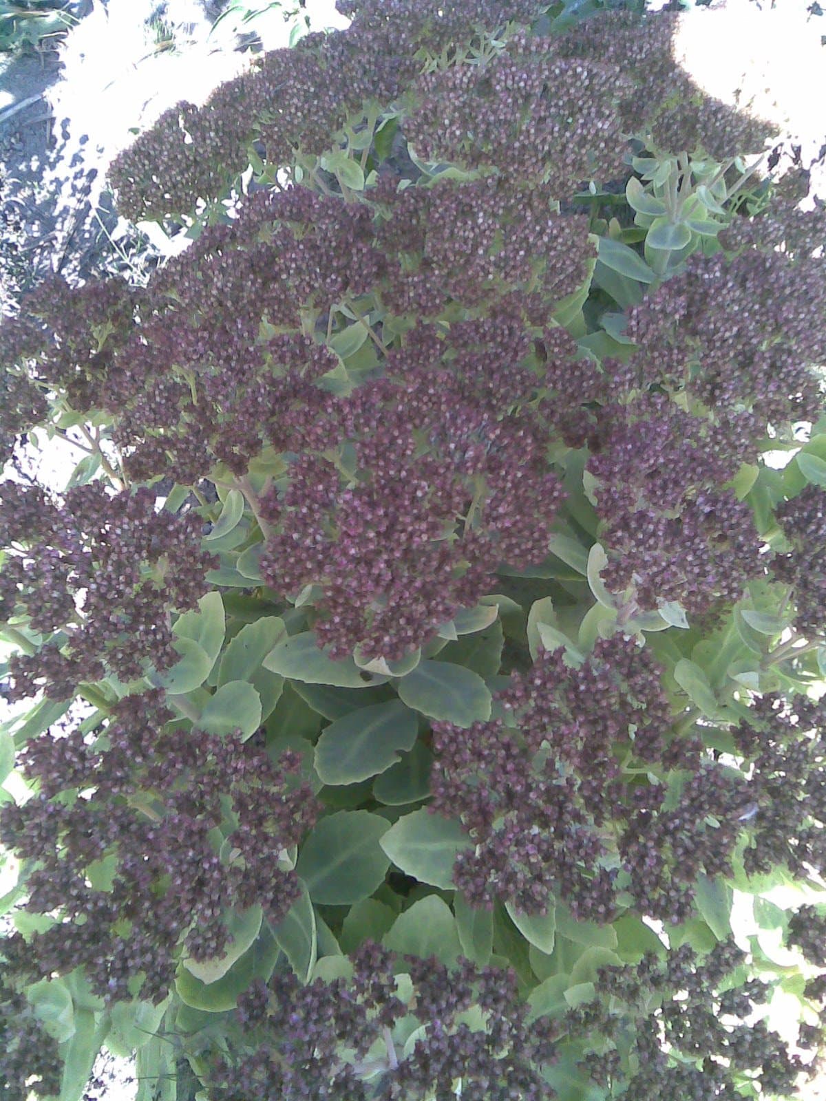 Foto van Hemelsleutel (Hylotelephium spectabile)