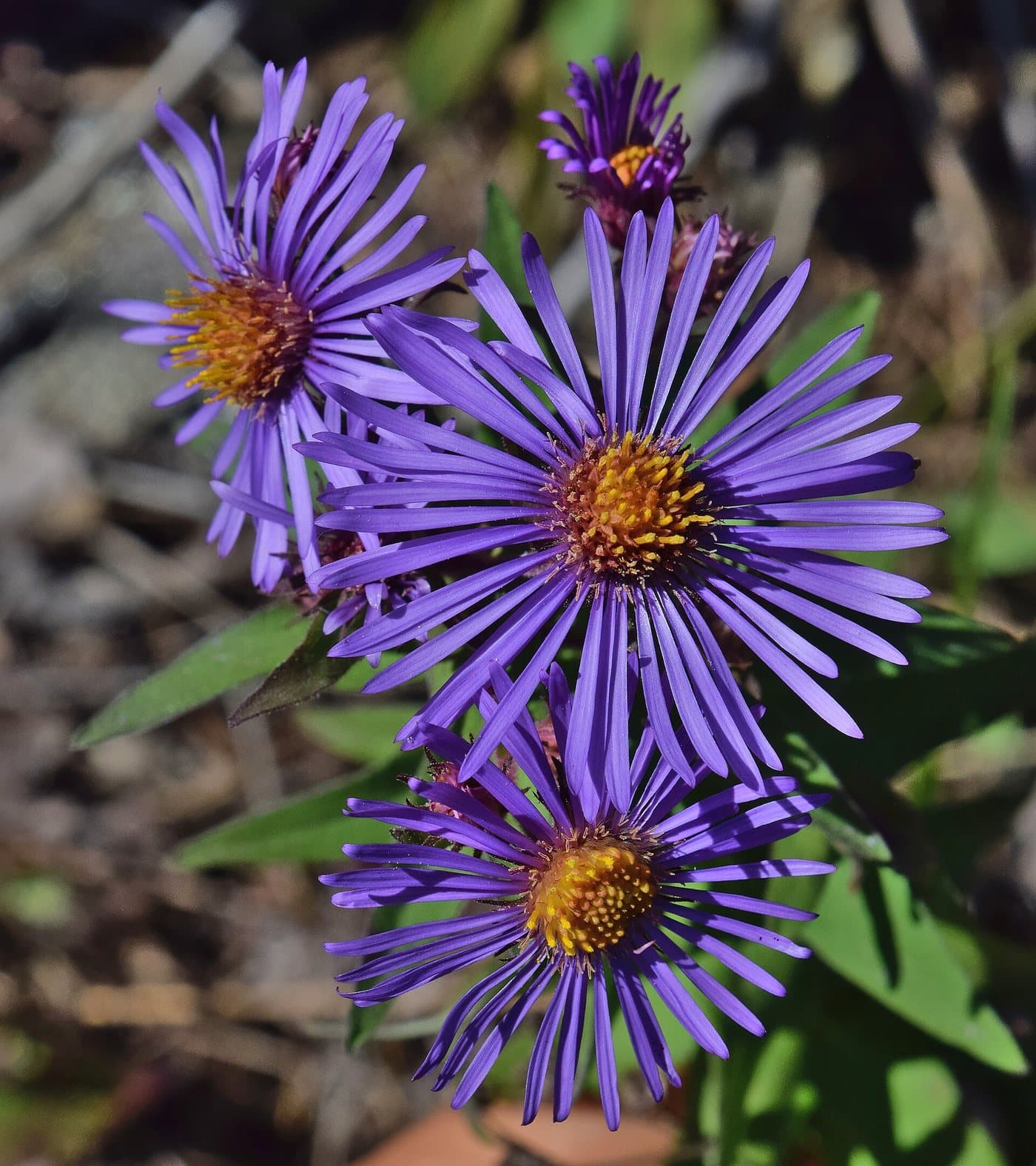Foto van Nieuw-Engelse aster (Symphyotrichum novae-angliae)
